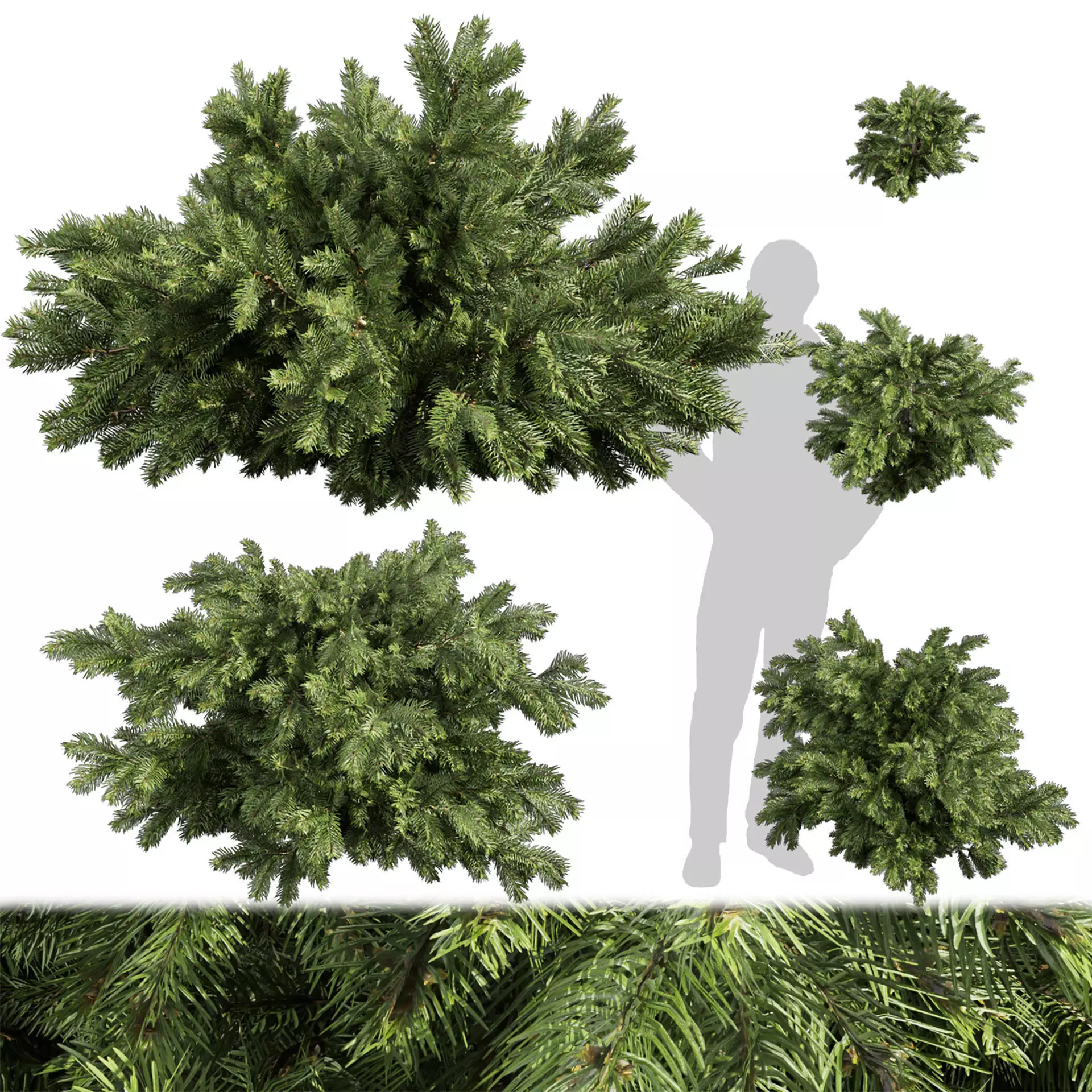 Collection plant vol 558 - Abies - Balsamea - bush - outdoor 3D model