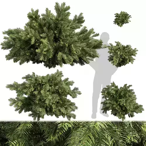 Collection plant vol 558 - Abies - Balsamea - bush - outdoor 3D model