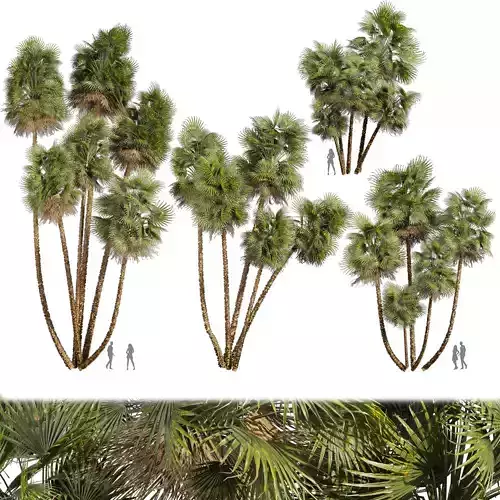 Collection plant vol 559 - Acoelorrhaphe - Wrightii - palm 