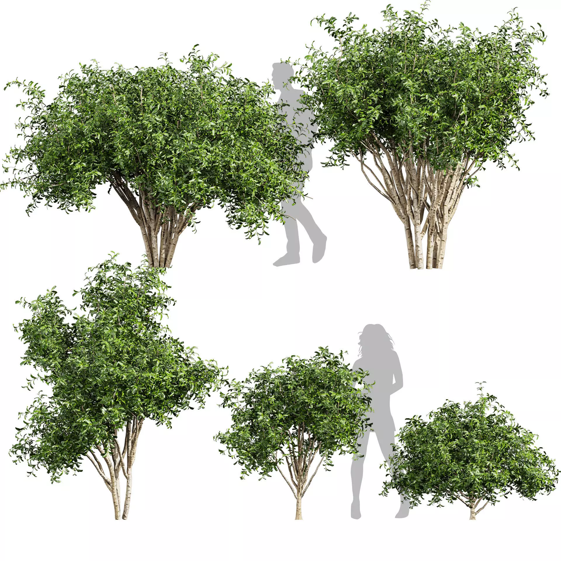 Collection plant vol 560 - Pittosporum - Hosmerit - shurb 3D model