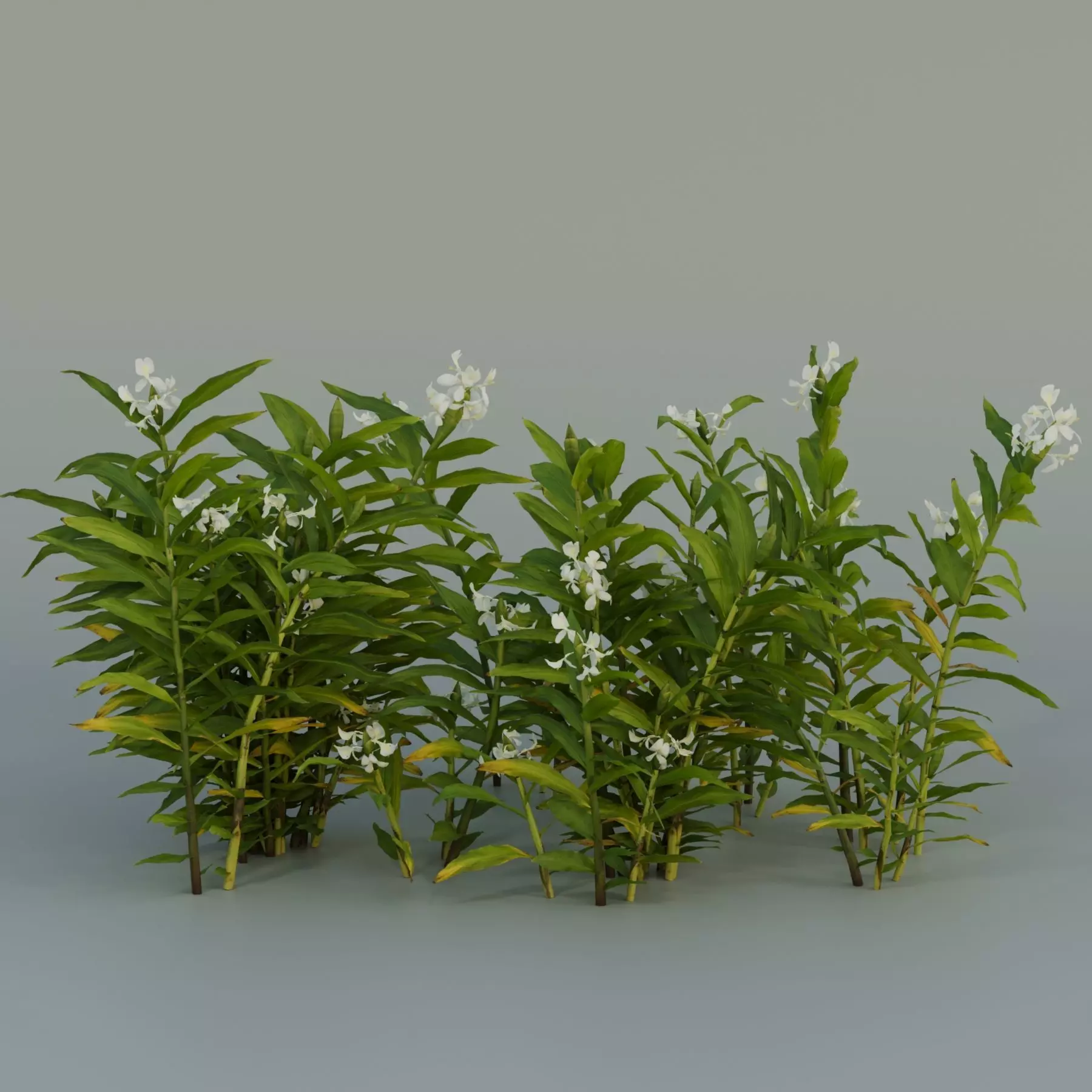 Ginger Lily Flower Low-poly 3D model