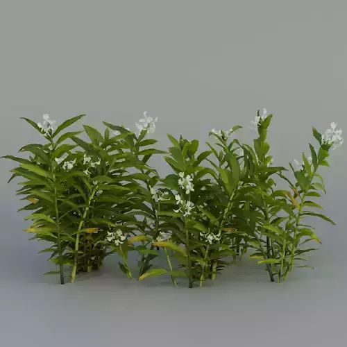 Ginger Lily Flower  Low-poly 3D model
