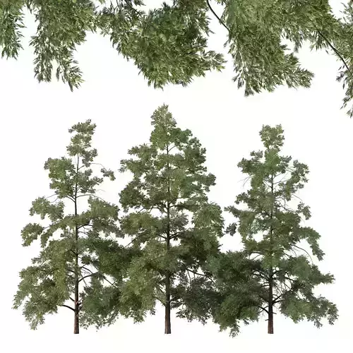 Chamaecyparis thyoides Tree04