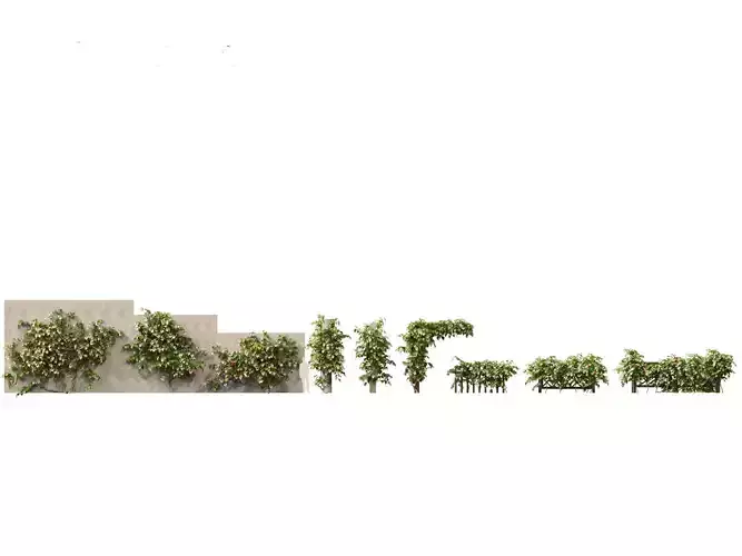 Actinidia kolomikta - Artic Kiwi