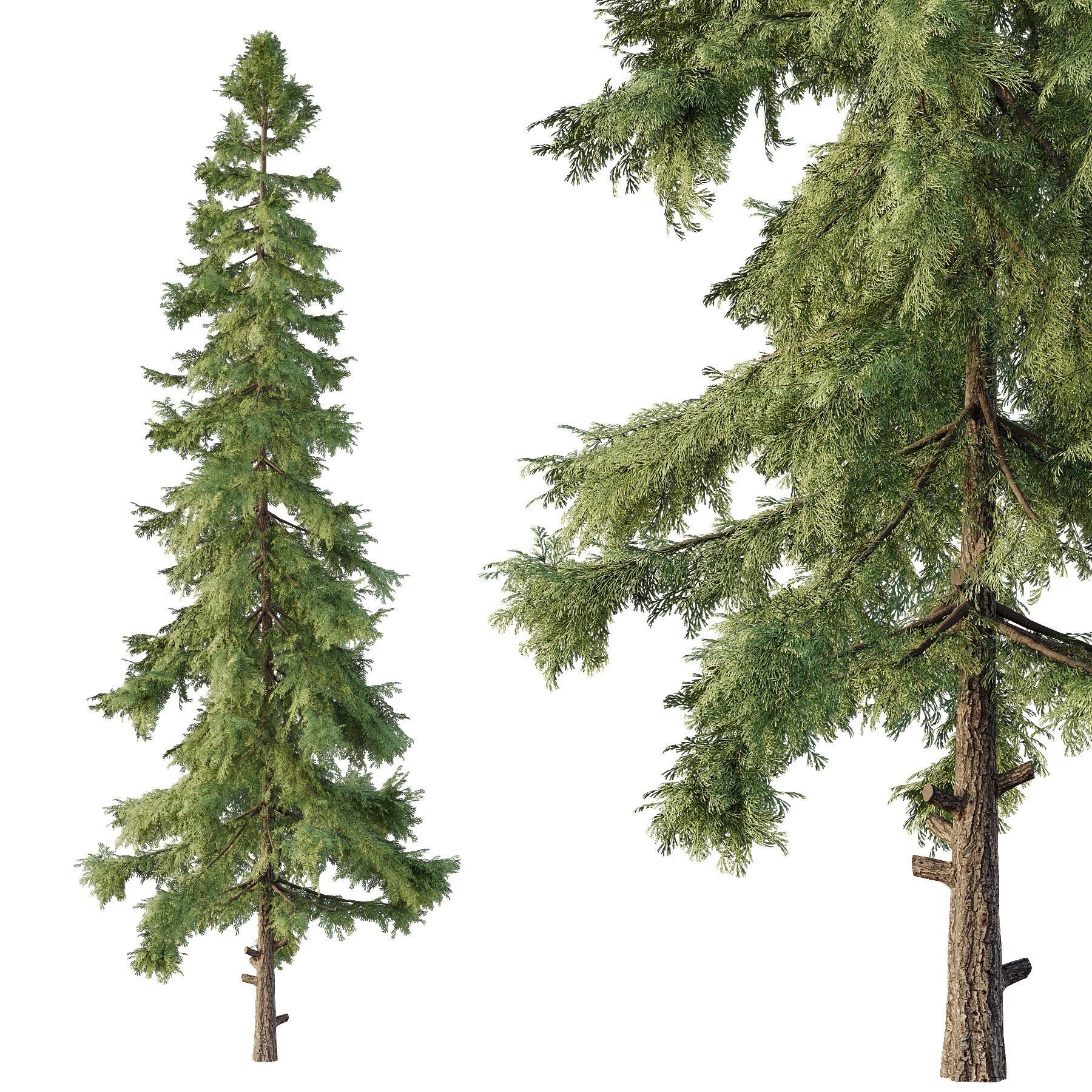 Alaska cedar Tree02 3D model_1