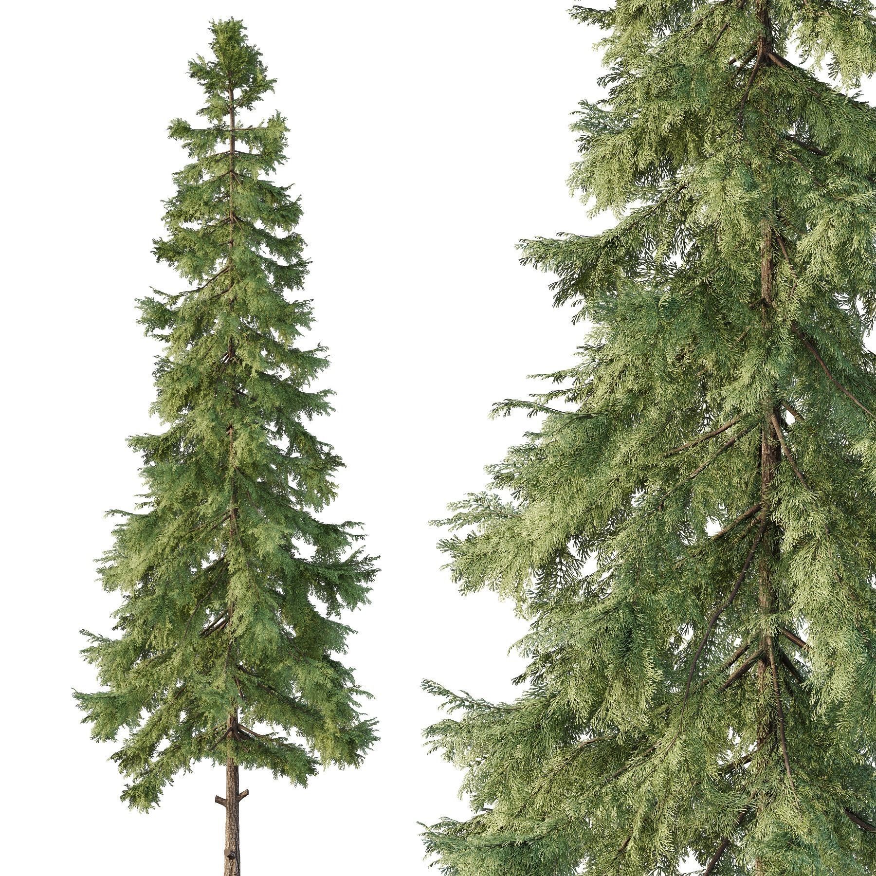 Alaska cedar Tree02 3D model_2