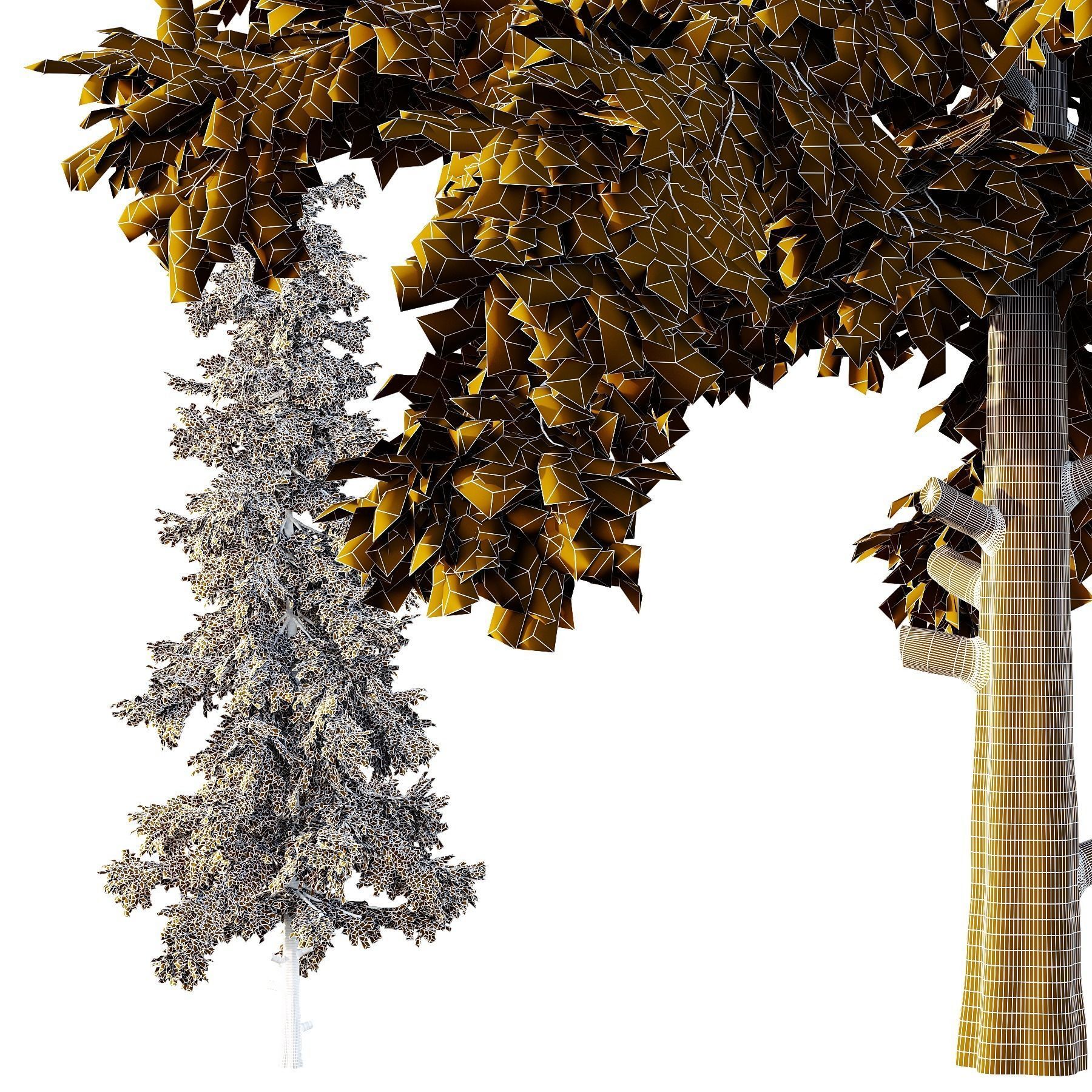 Alaska cedar Tree02 3D model_3