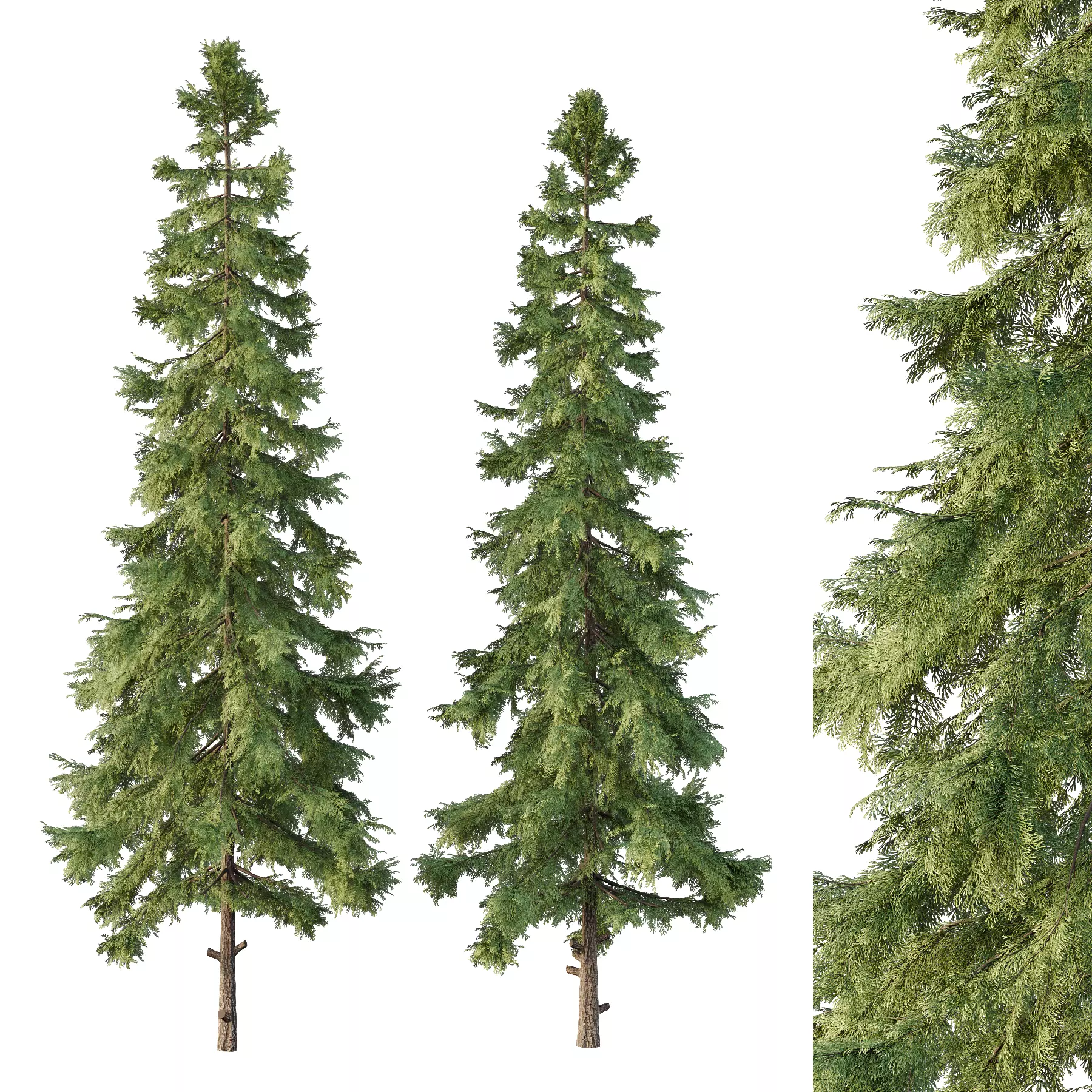 Alaska cedar Tree02 3D model_0