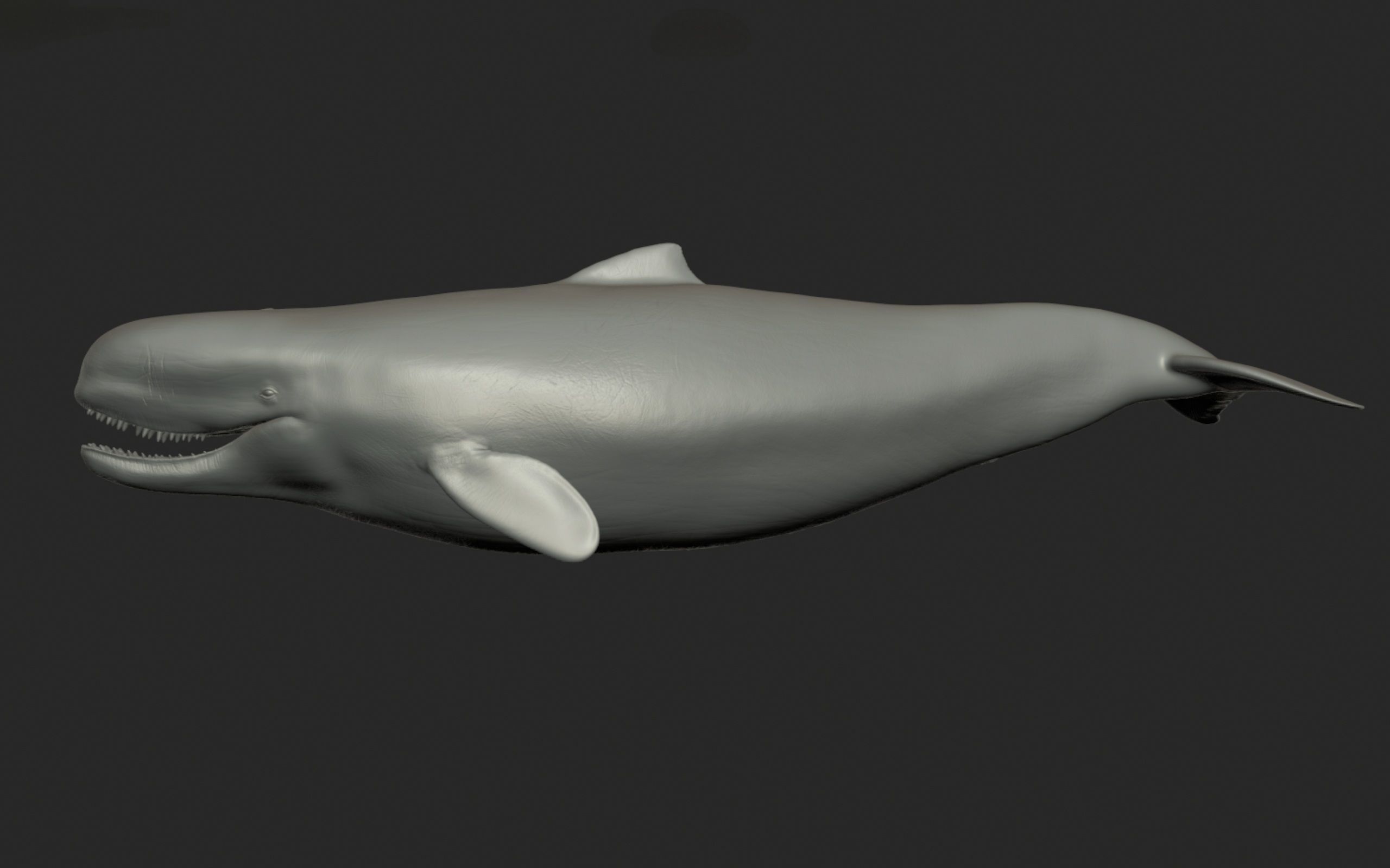 Livyatan Melvillei  3D model_7