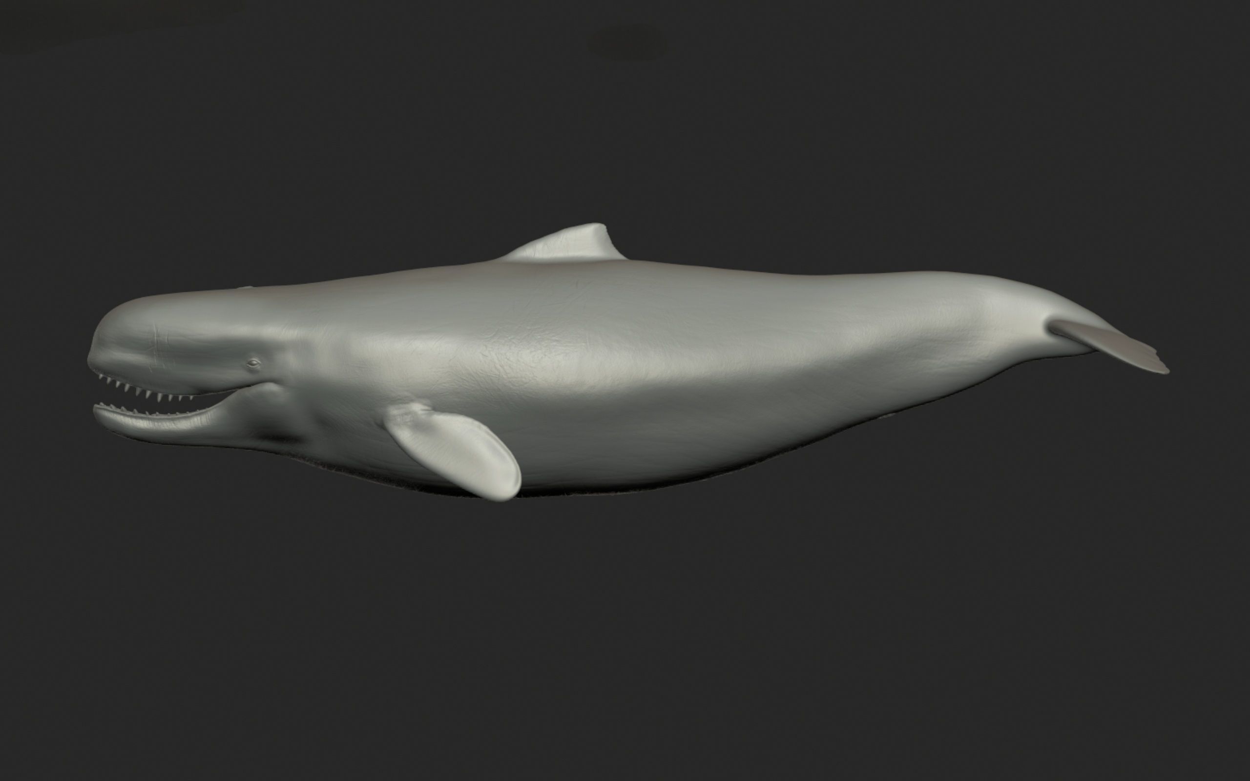 Livyatan Melvillei  3D model_8