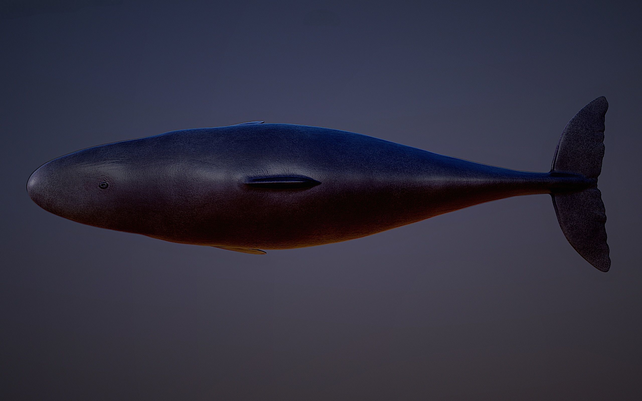 Livyatan Melvillei  3D model_9