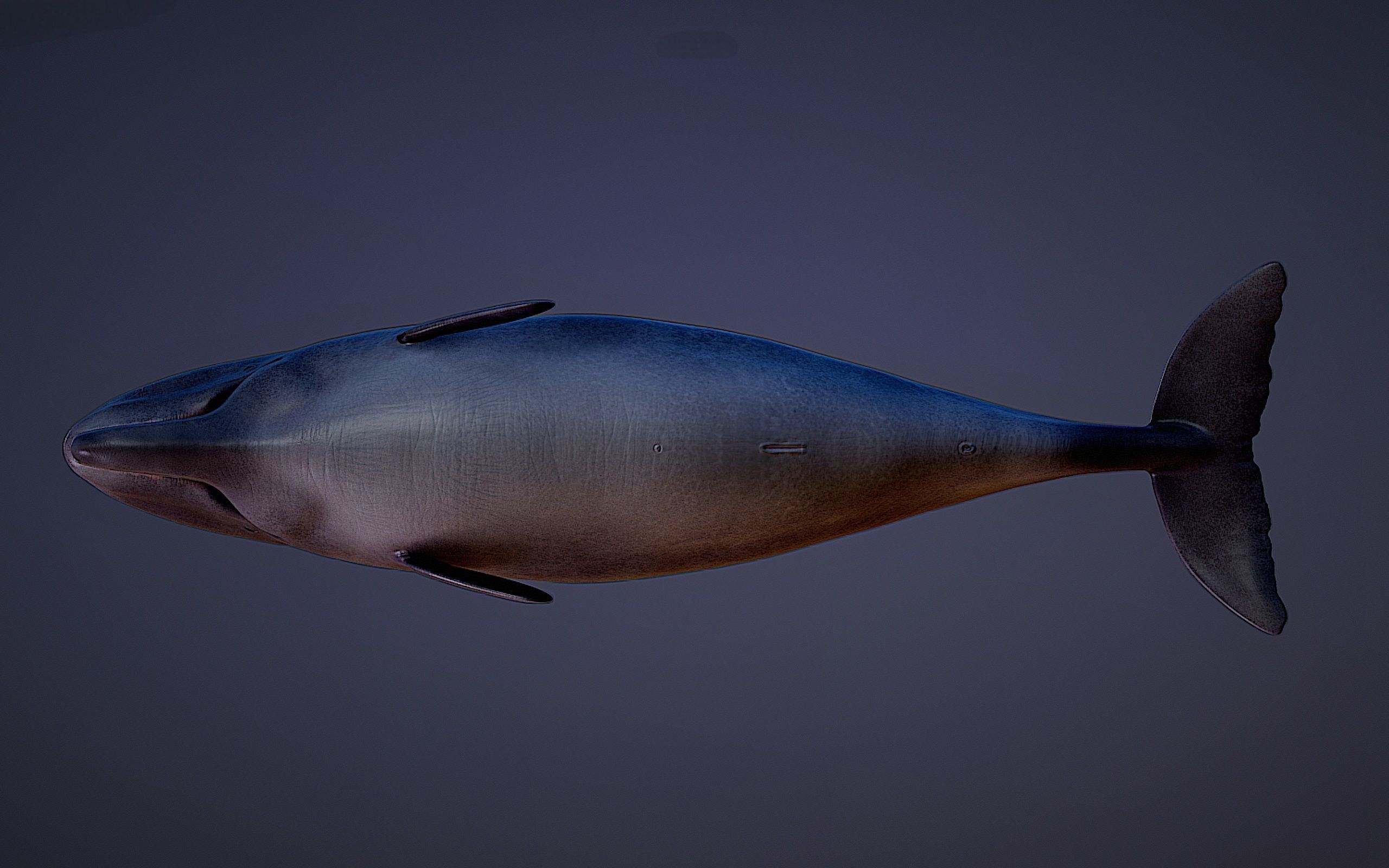 Livyatan Melvillei  3D model_10