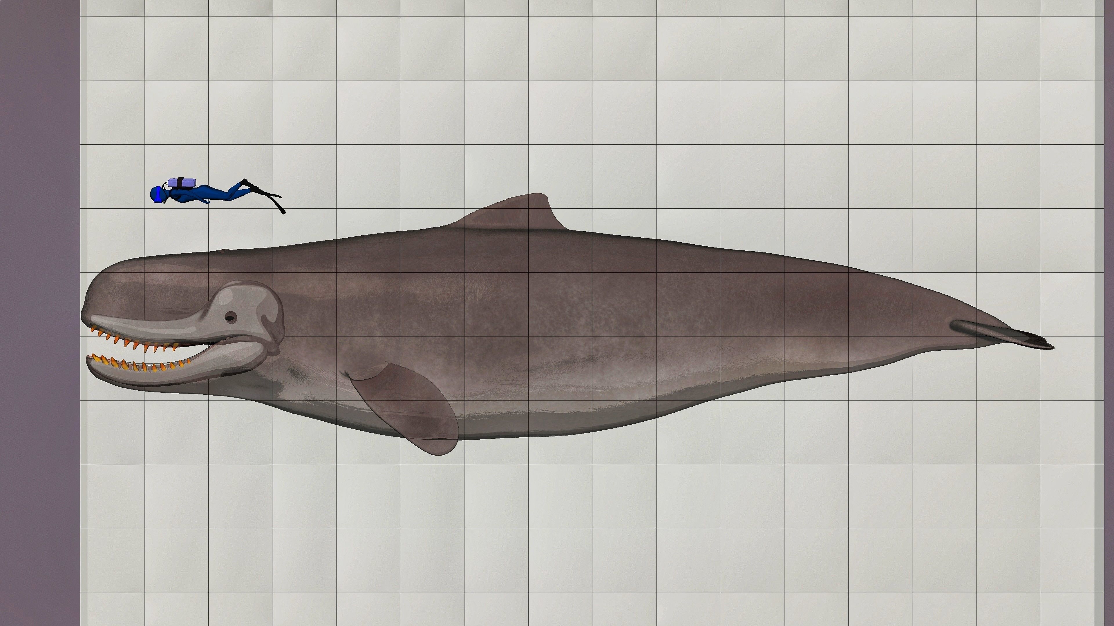 Livyatan Melvillei  3D model_6