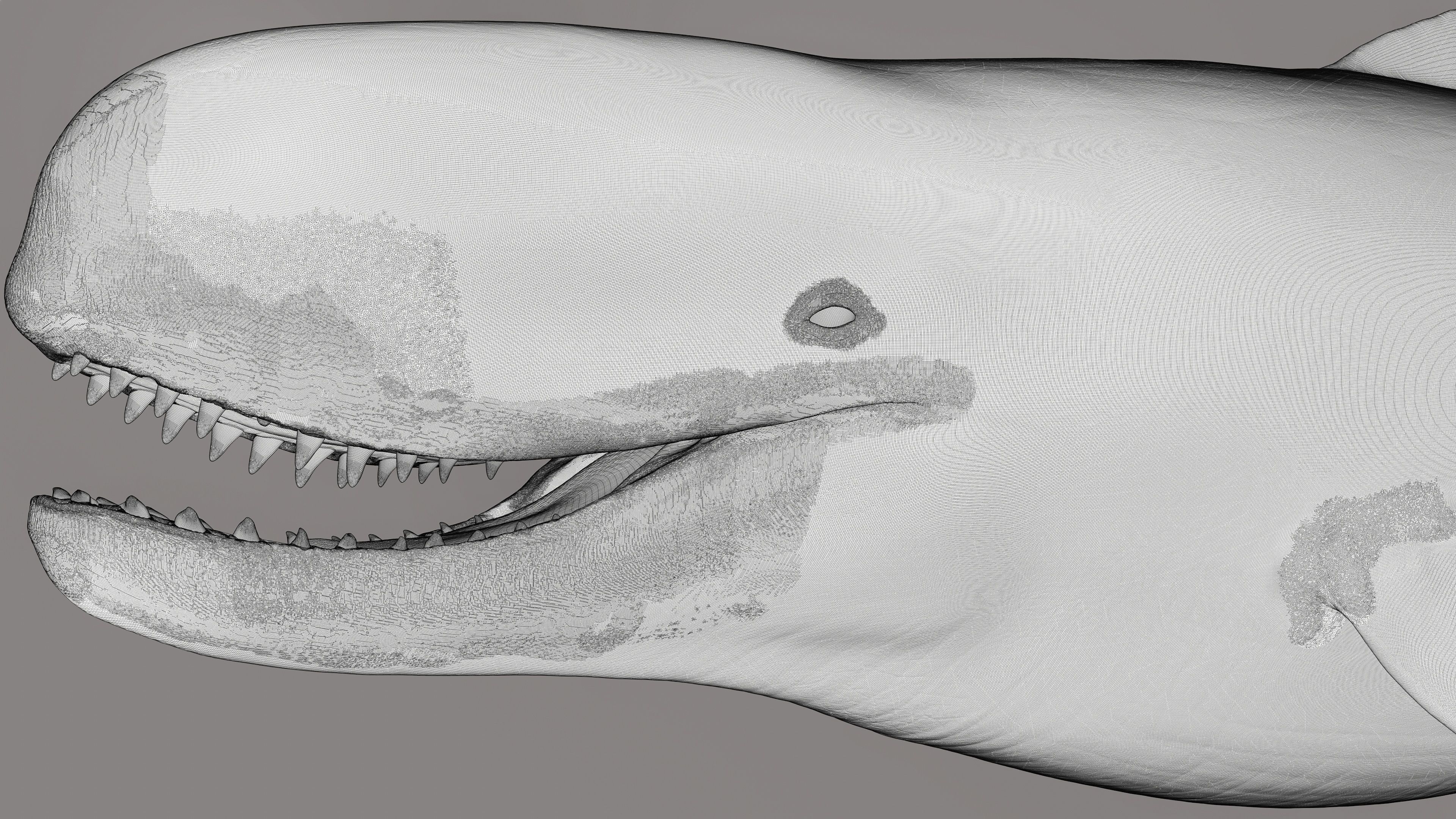 Livyatan Melvillei  3D model_11