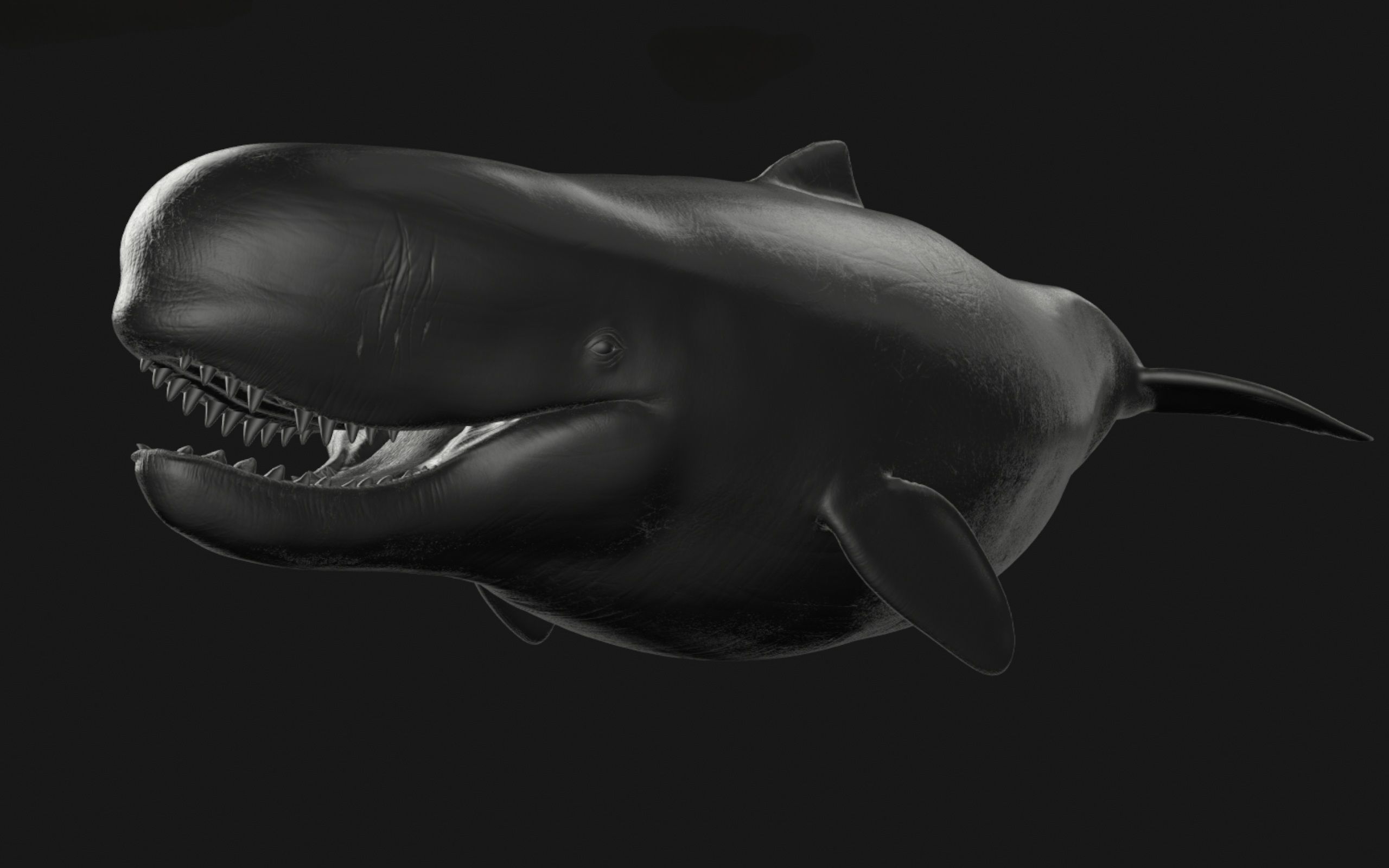 Livyatan Melvillei  3D model_3