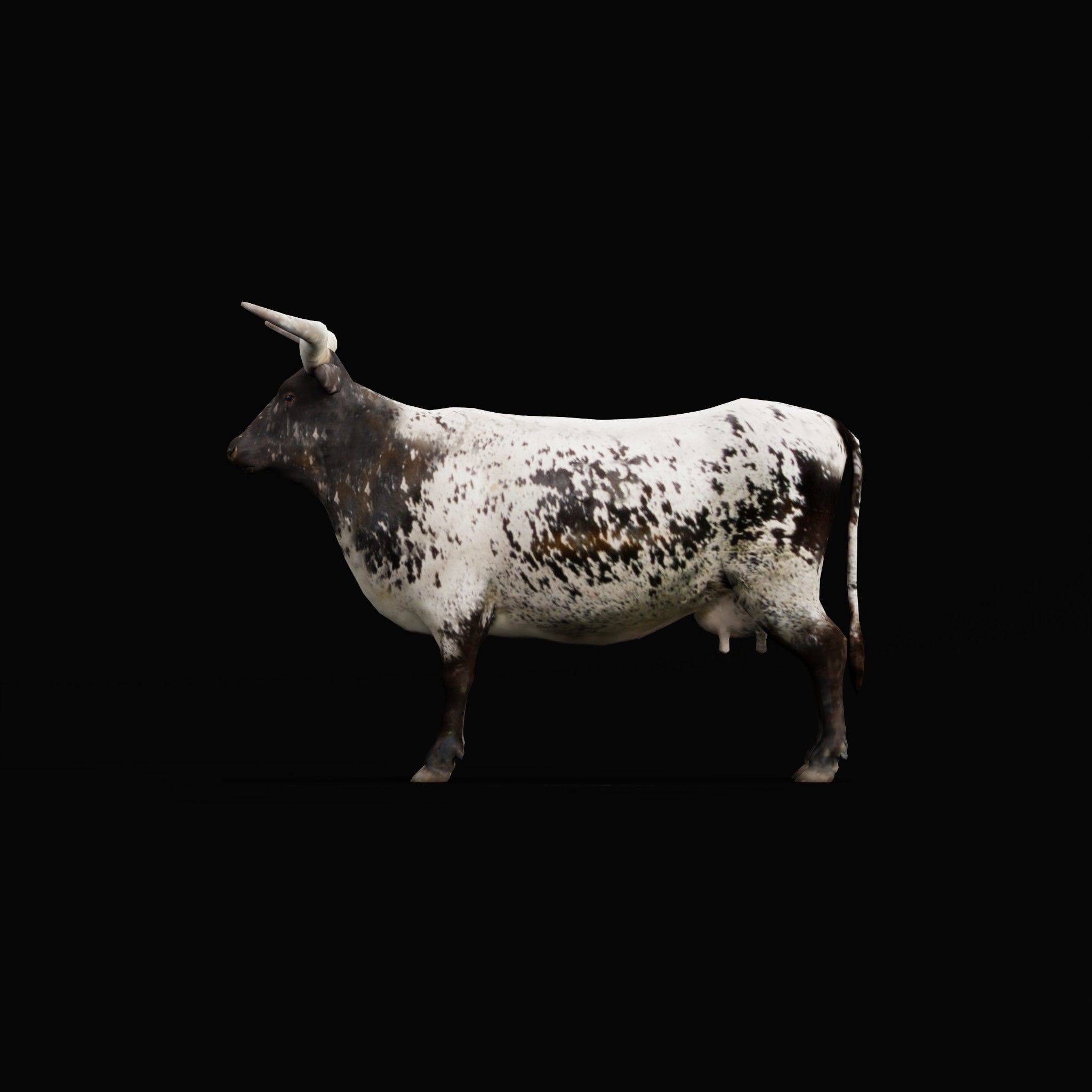 Texas Longhorn Beef Cattle Low-poly 3D model_4
