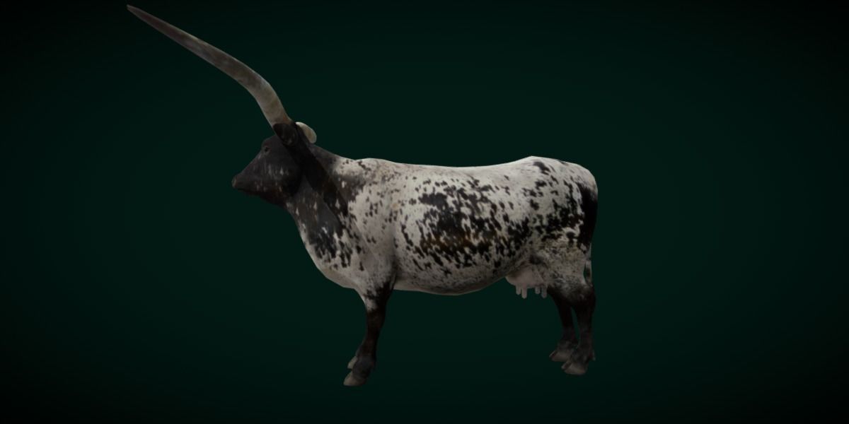 Texas Longhorn Beef Cattle Low-poly 3D model_17