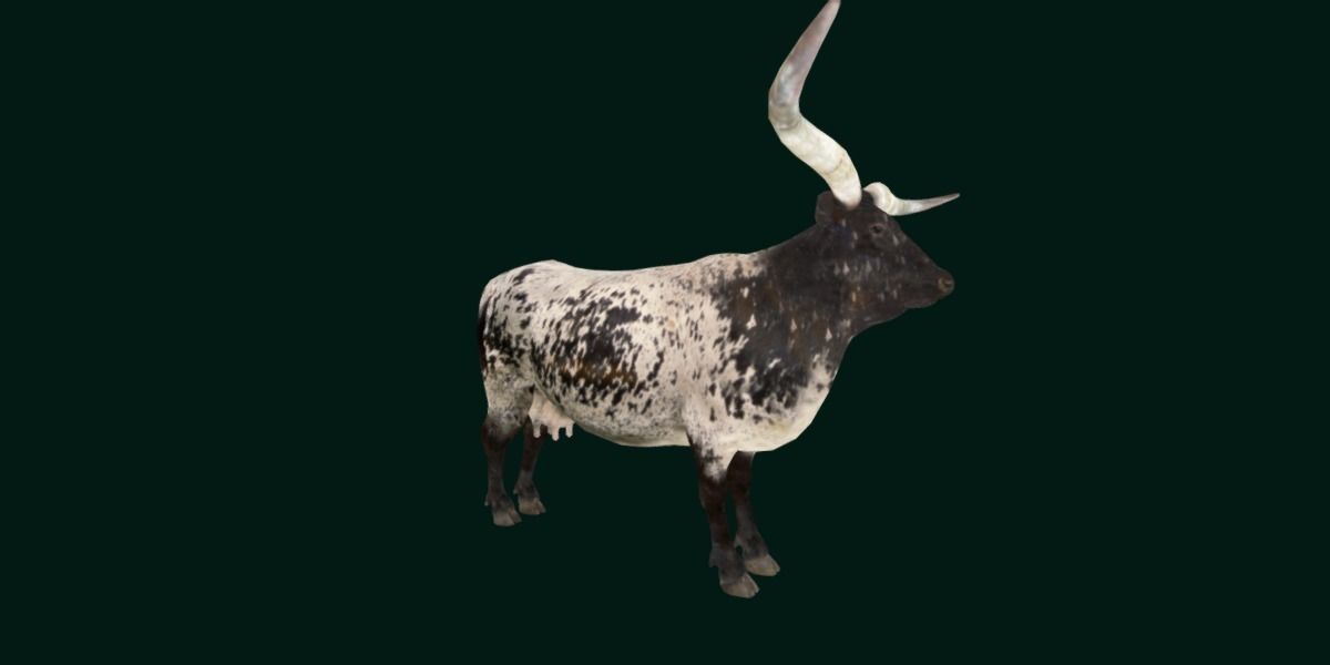Texas Longhorn Beef Cattle Low-poly 3D model_21