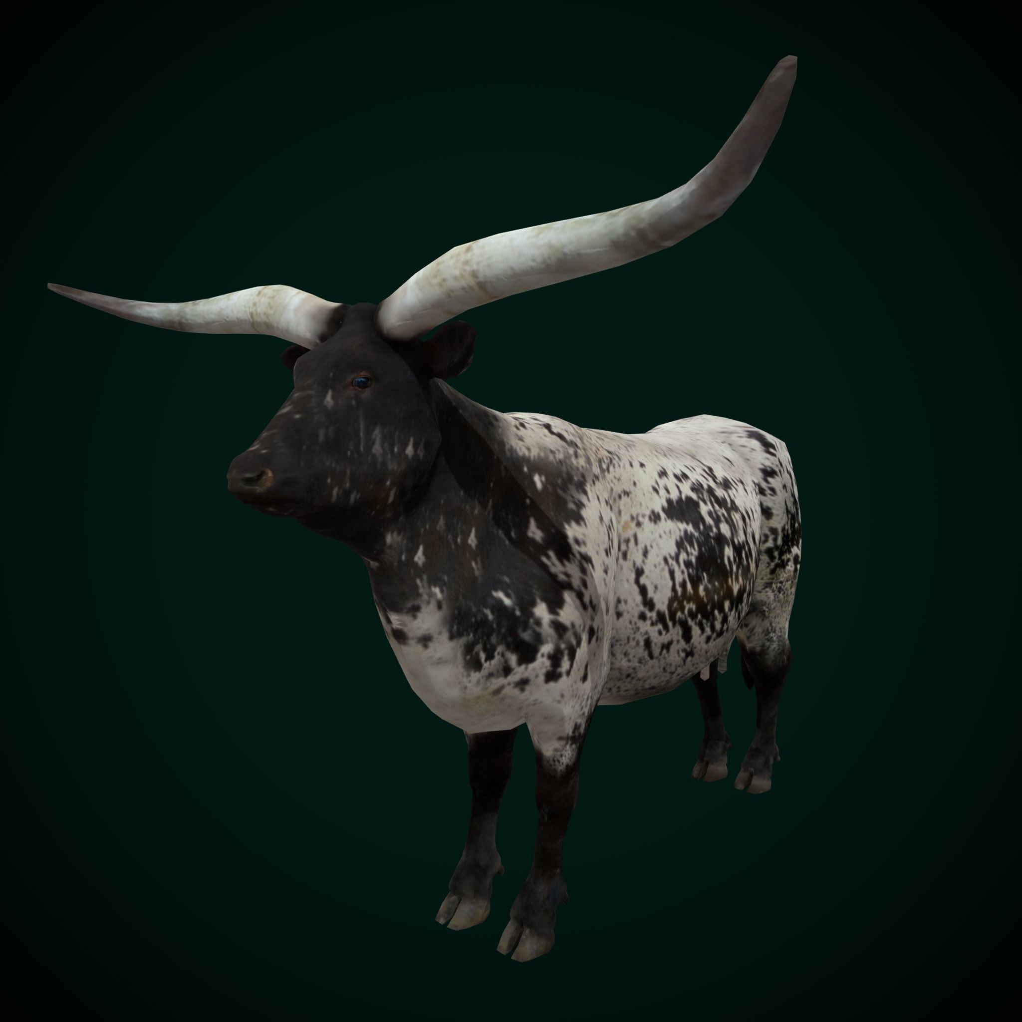Texas Longhorn Beef Cattle Low-poly 3D model_16