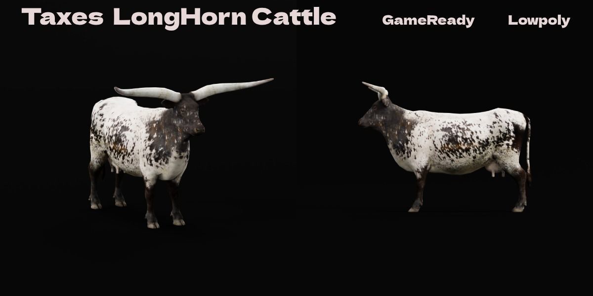 Texas Longhorn Beef Cattle Low-poly 3D model_2