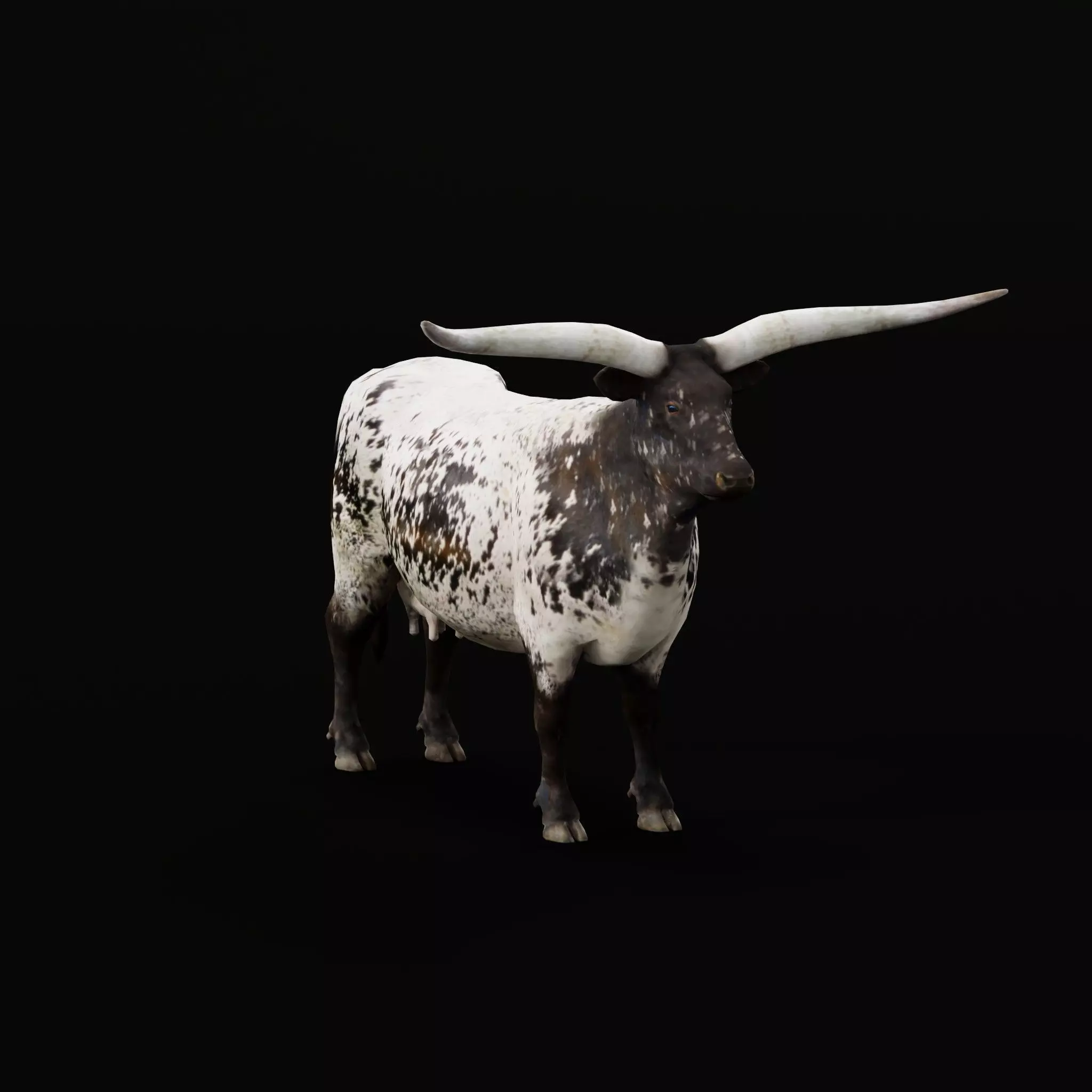 Texas Longhorn Beef Cattle Low-poly 3D model_0