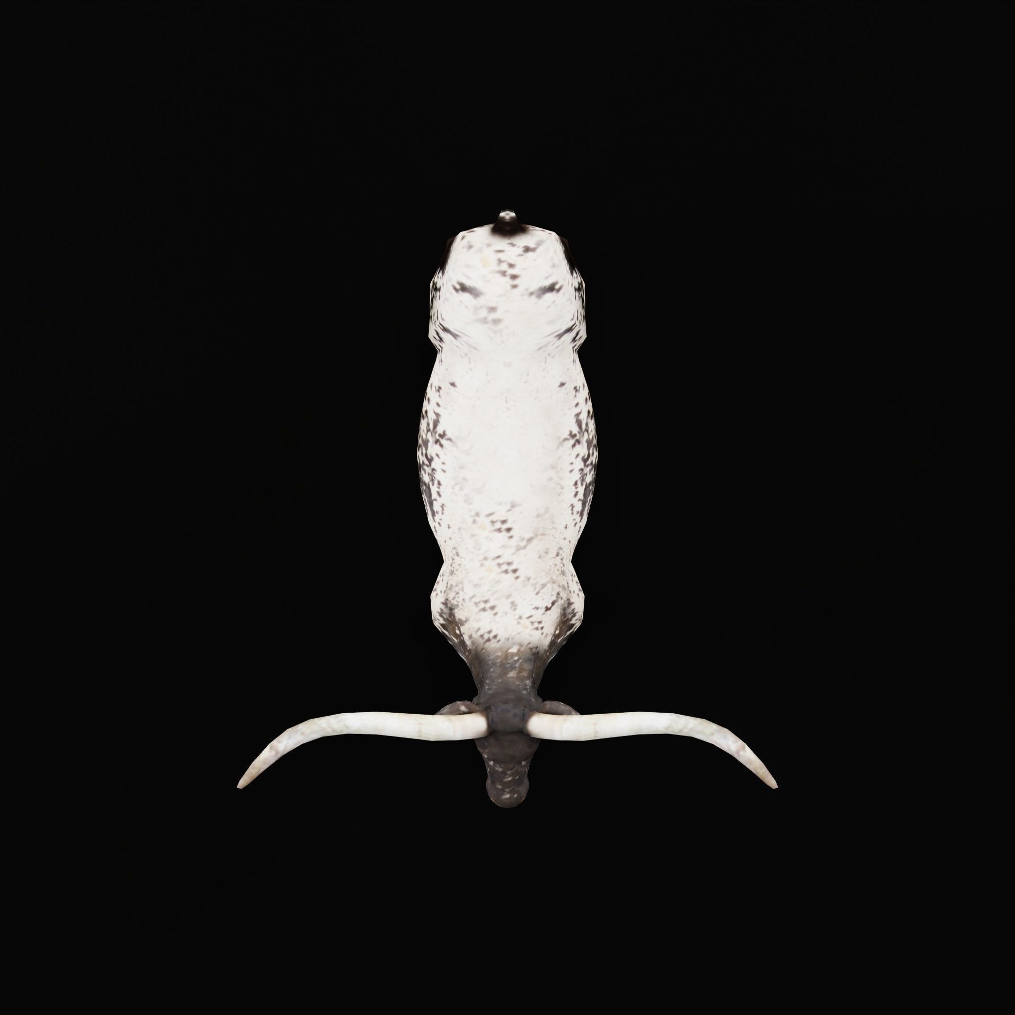 Texas Longhorn Beef Cattle Low-poly 3D model_5