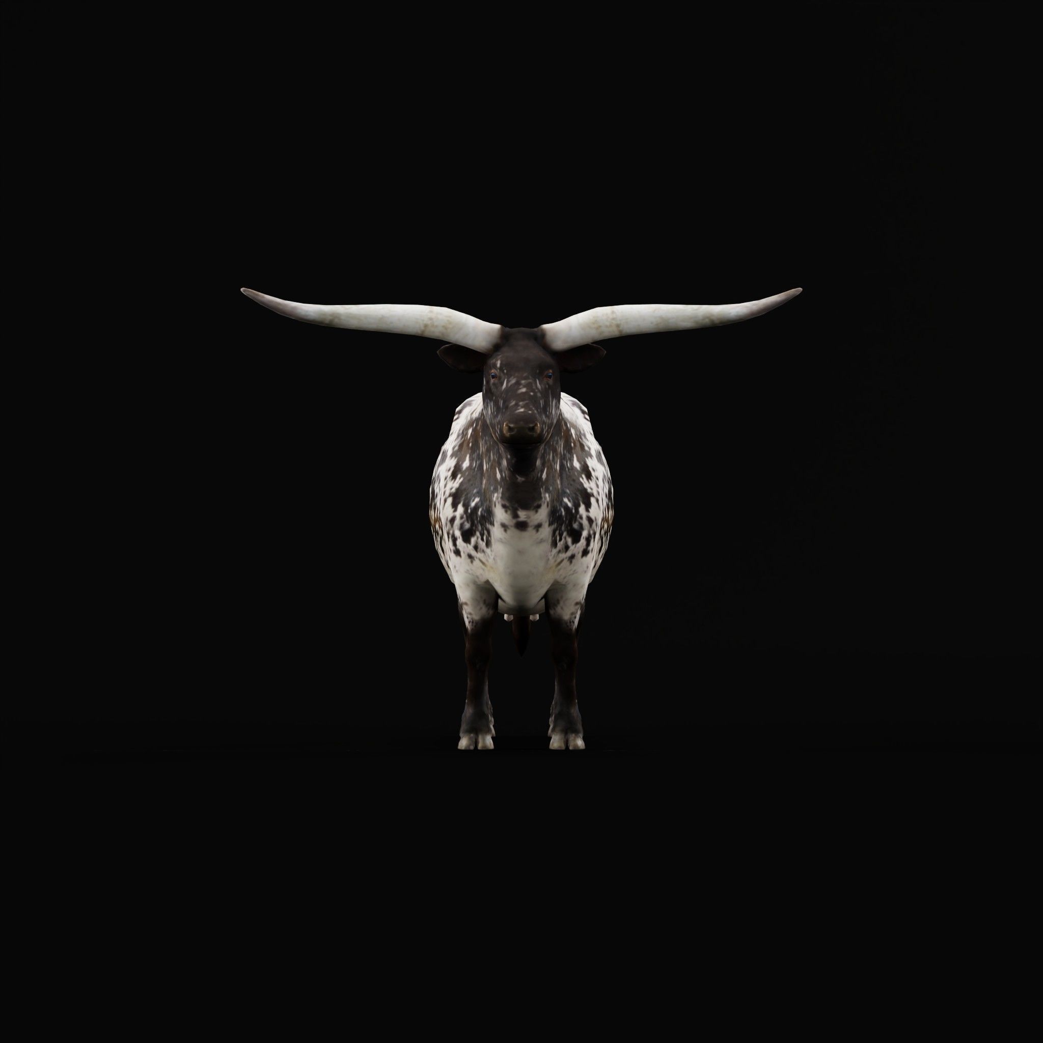 Texas Longhorn Beef Cattle Low-poly 3D model_3