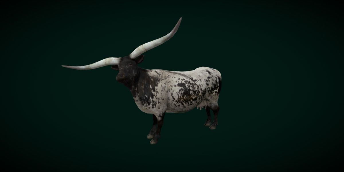 Texas Longhorn Beef Cattle Low-poly 3D model_6