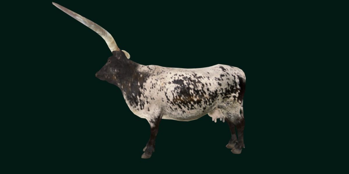 Texas Longhorn Beef Cattle Low-poly 3D model_20