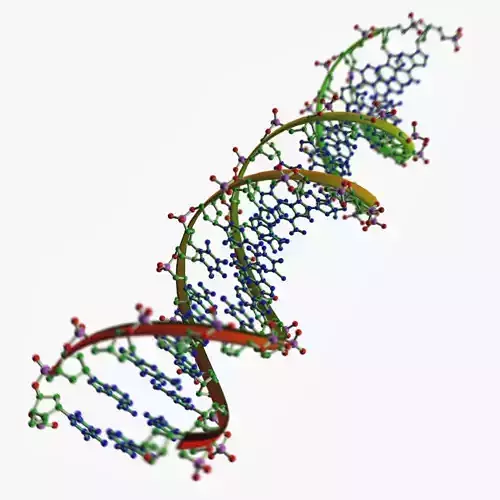 DNA chains 3D model