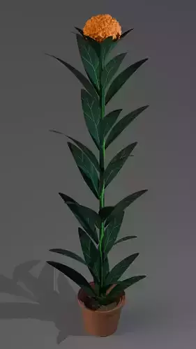 Cauliflower Plant 3D Model