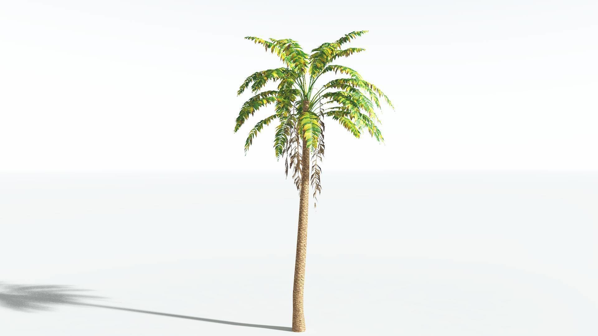 EVERYPlant African Oil Palm LowPoly 4 --16 Models-- Low-poly 3D model_6