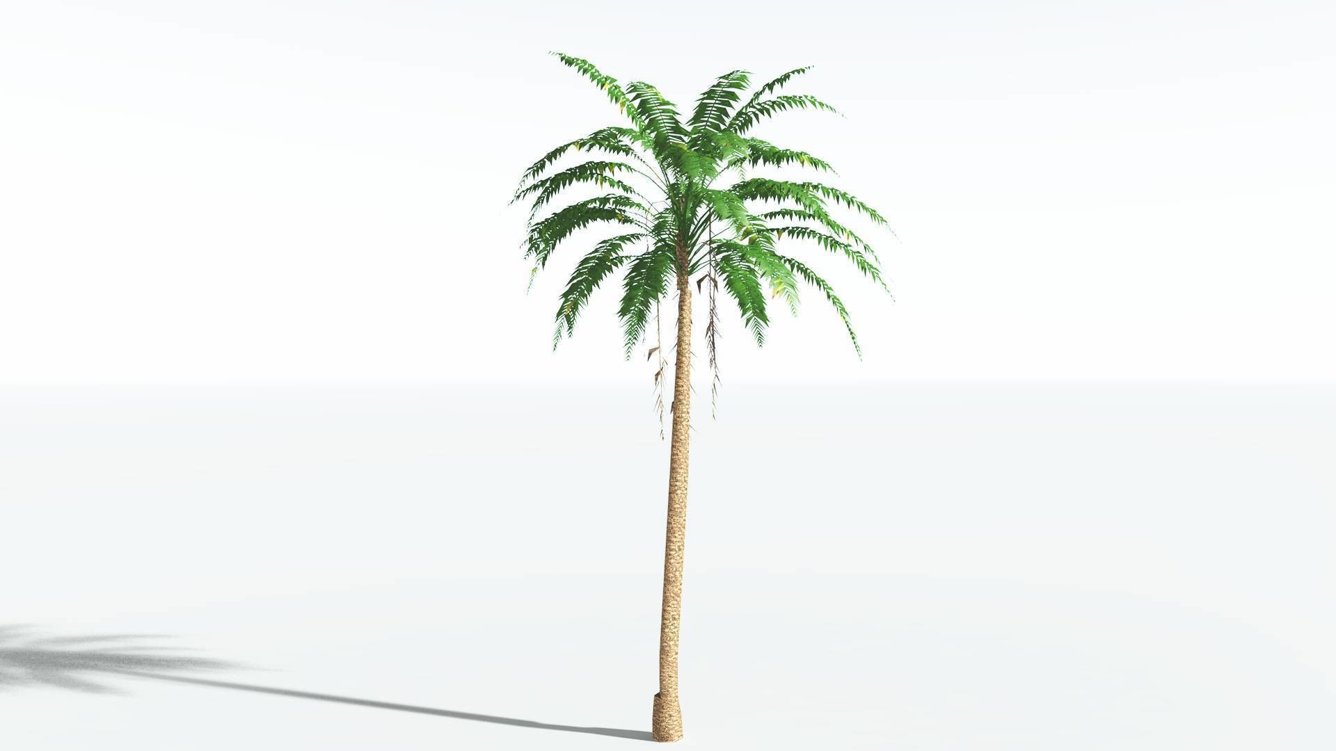 EVERYPlant African Oil Palm LowPoly 4 --16 Models-- Low-poly 3D model_24