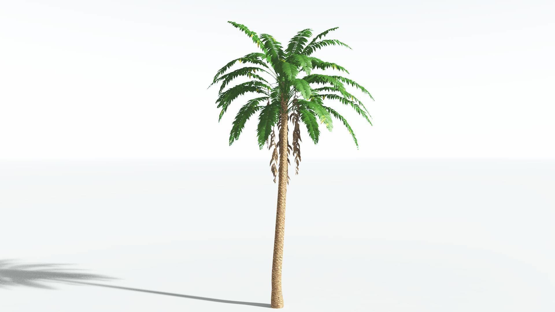 EVERYPlant African Oil Palm LowPoly 4 --16 Models-- Low-poly 3D model_26