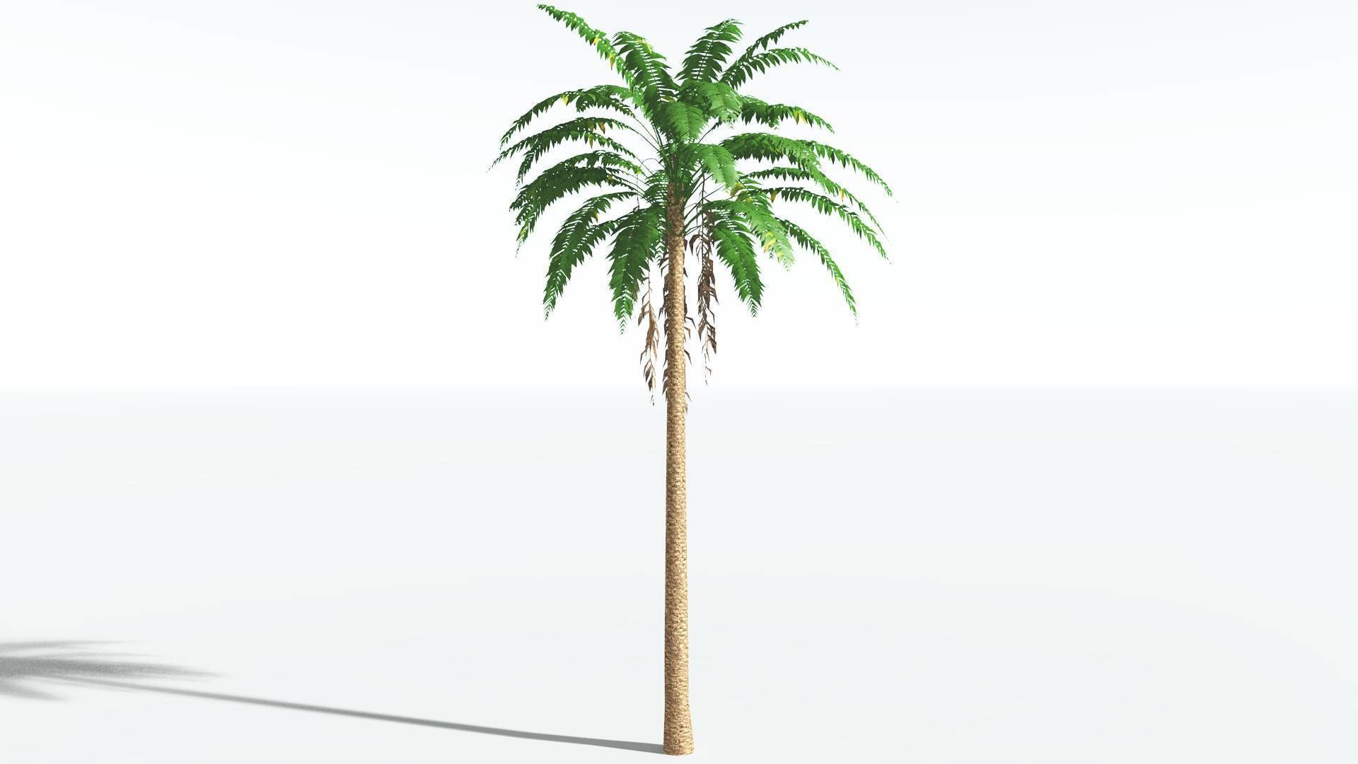 EVERYPlant African Oil Palm LowPoly 4 --16 Models-- Low-poly 3D model_16