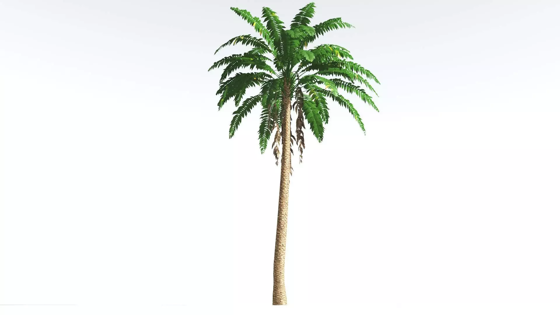 EVERYPlant African Oil Palm LowPoly 4 --16 Models-- Low-poly 3D model_0