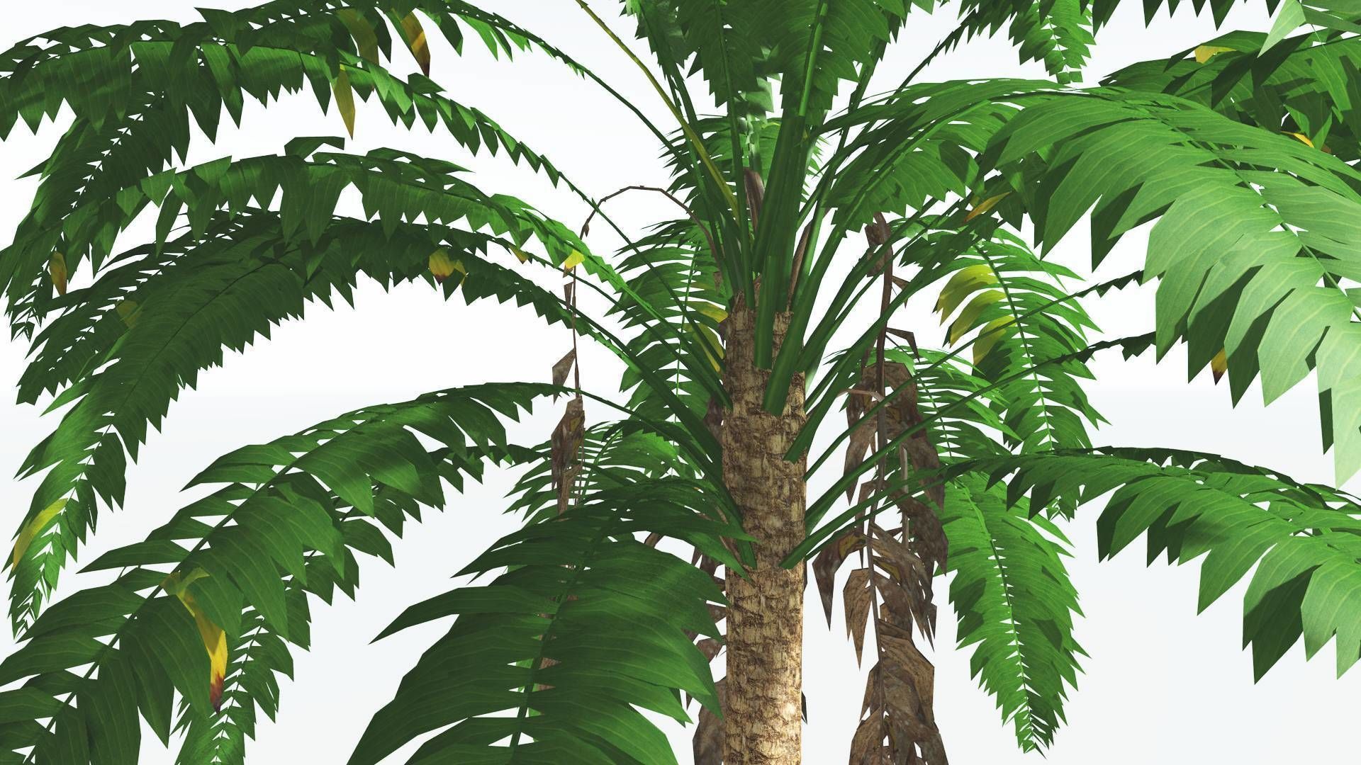 EVERYPlant African Oil Palm LowPoly 4 --16 Models-- Low-poly 3D model_27