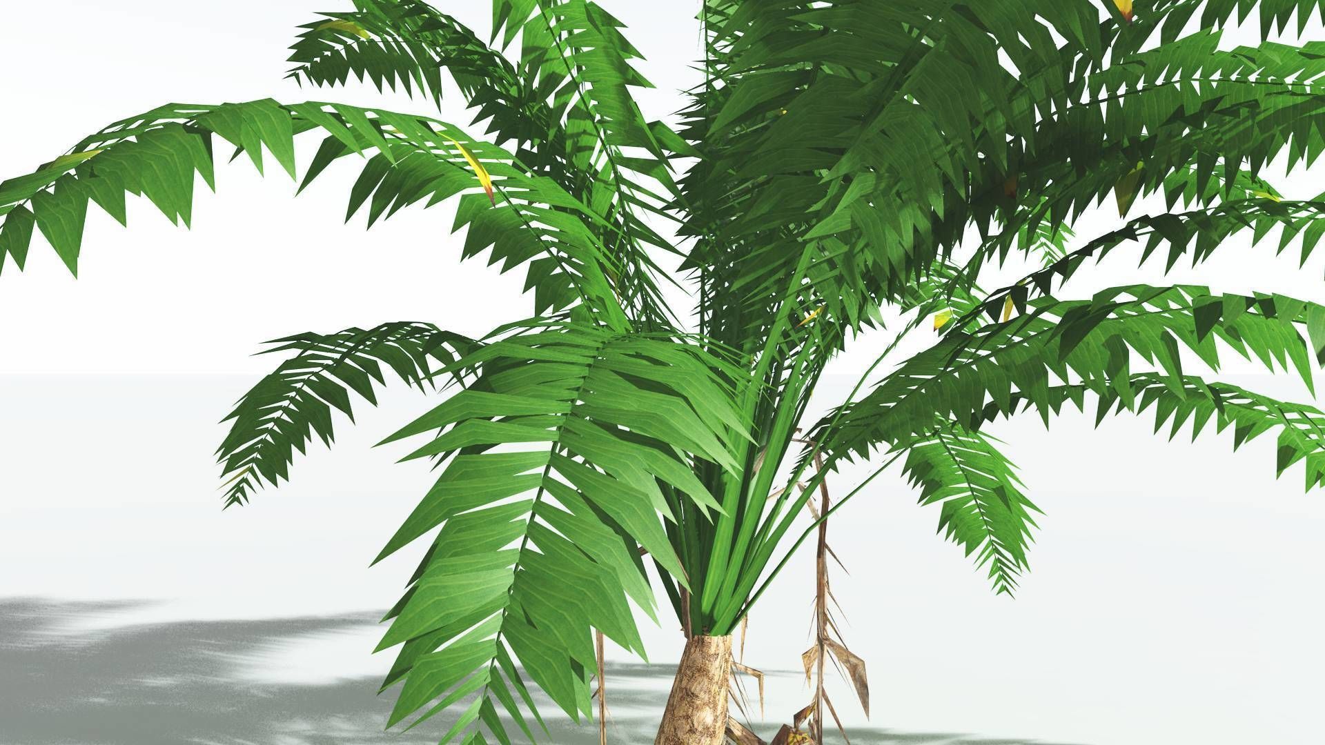 EVERYPlant African Oil Palm LowPoly 4 --16 Models-- Low-poly 3D model_21