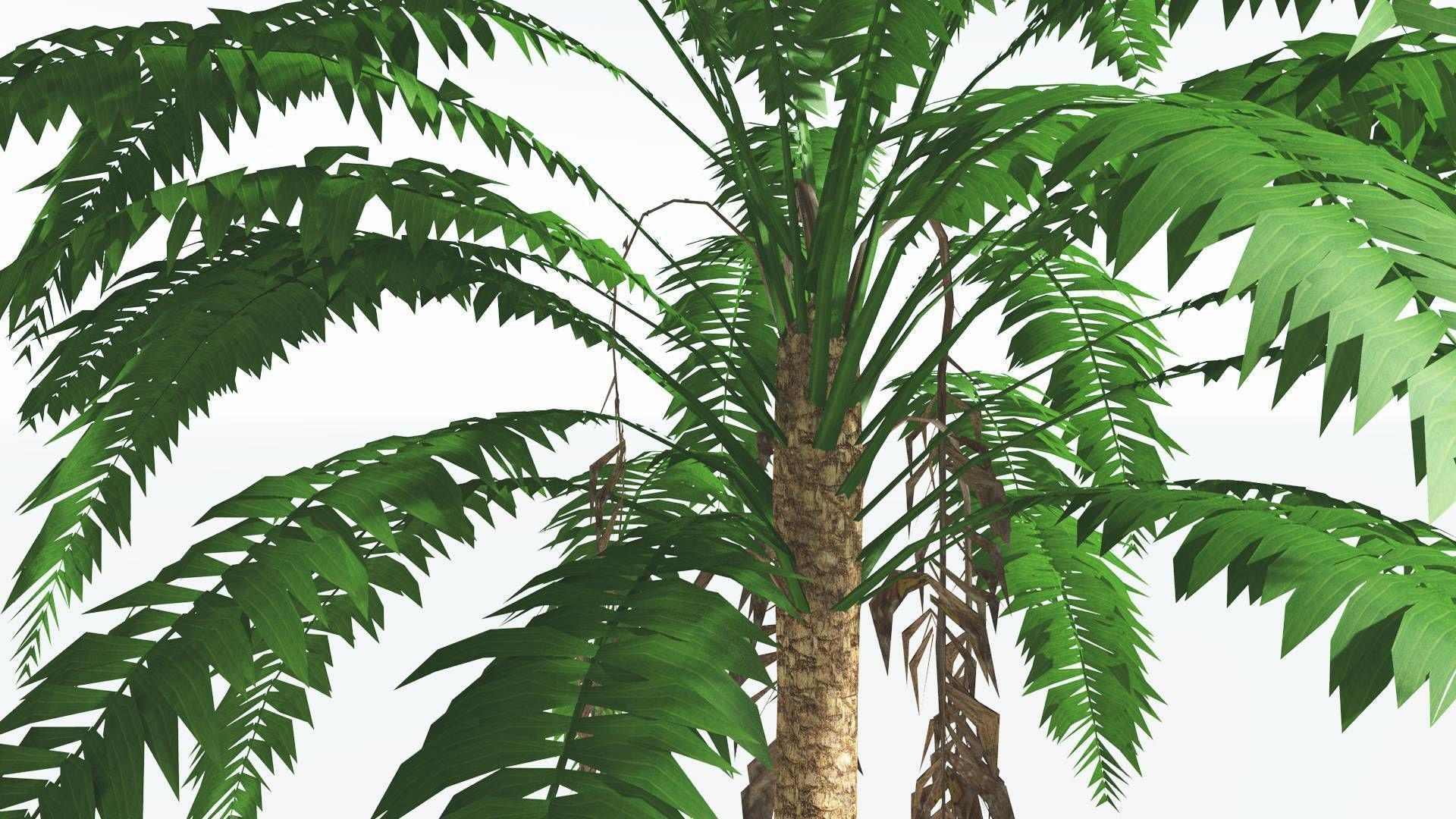 EVERYPlant African Oil Palm LowPoly 4 --16 Models-- Low-poly 3D model_5