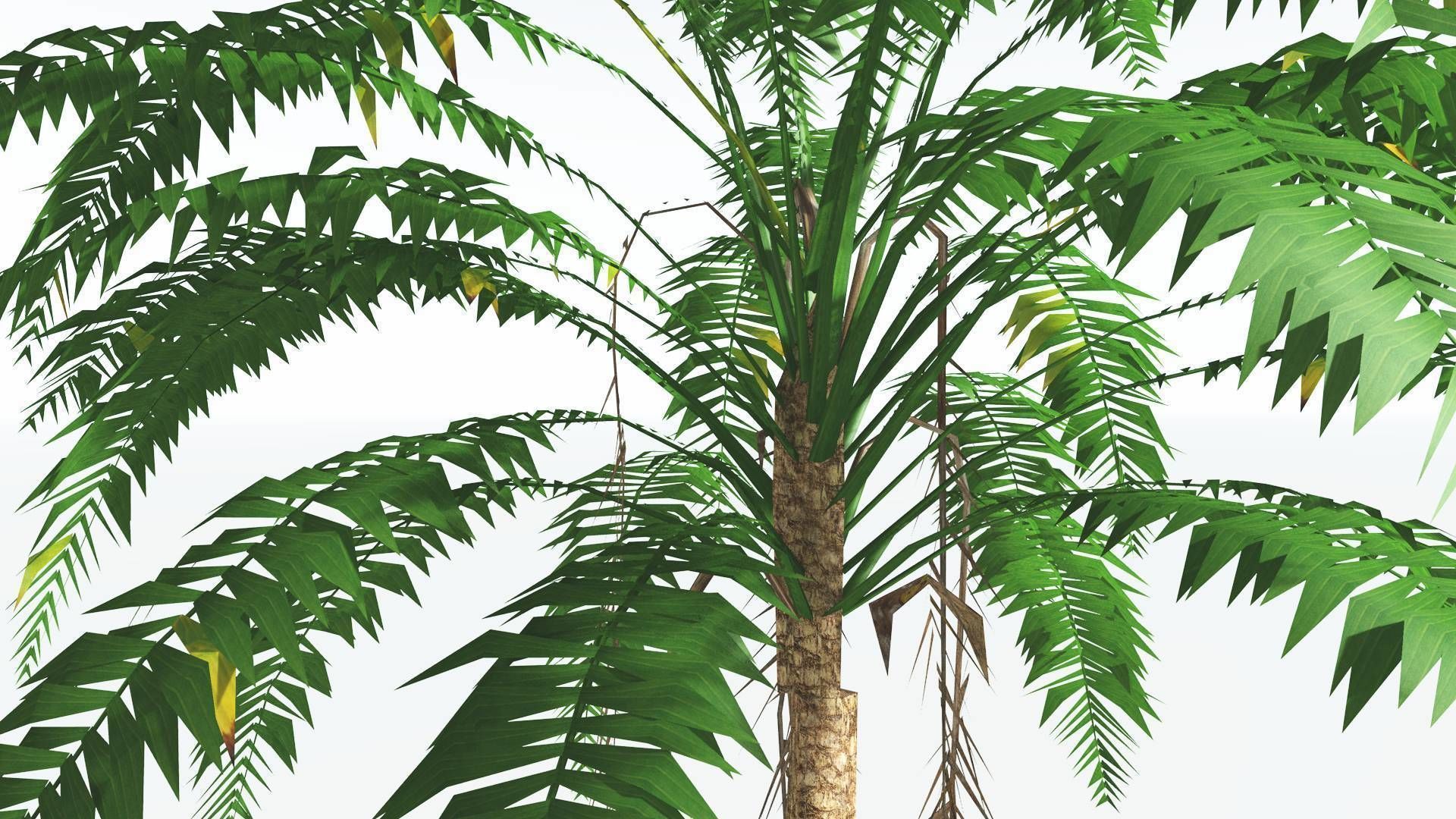EVERYPlant African Oil Palm LowPoly 4 --16 Models-- Low-poly 3D model_25