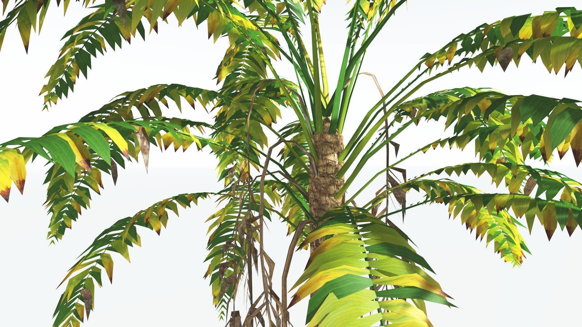 EVERYPlant African Oil Palm LowPoly 4 --16 Models-- Low-poly 3D model_7
