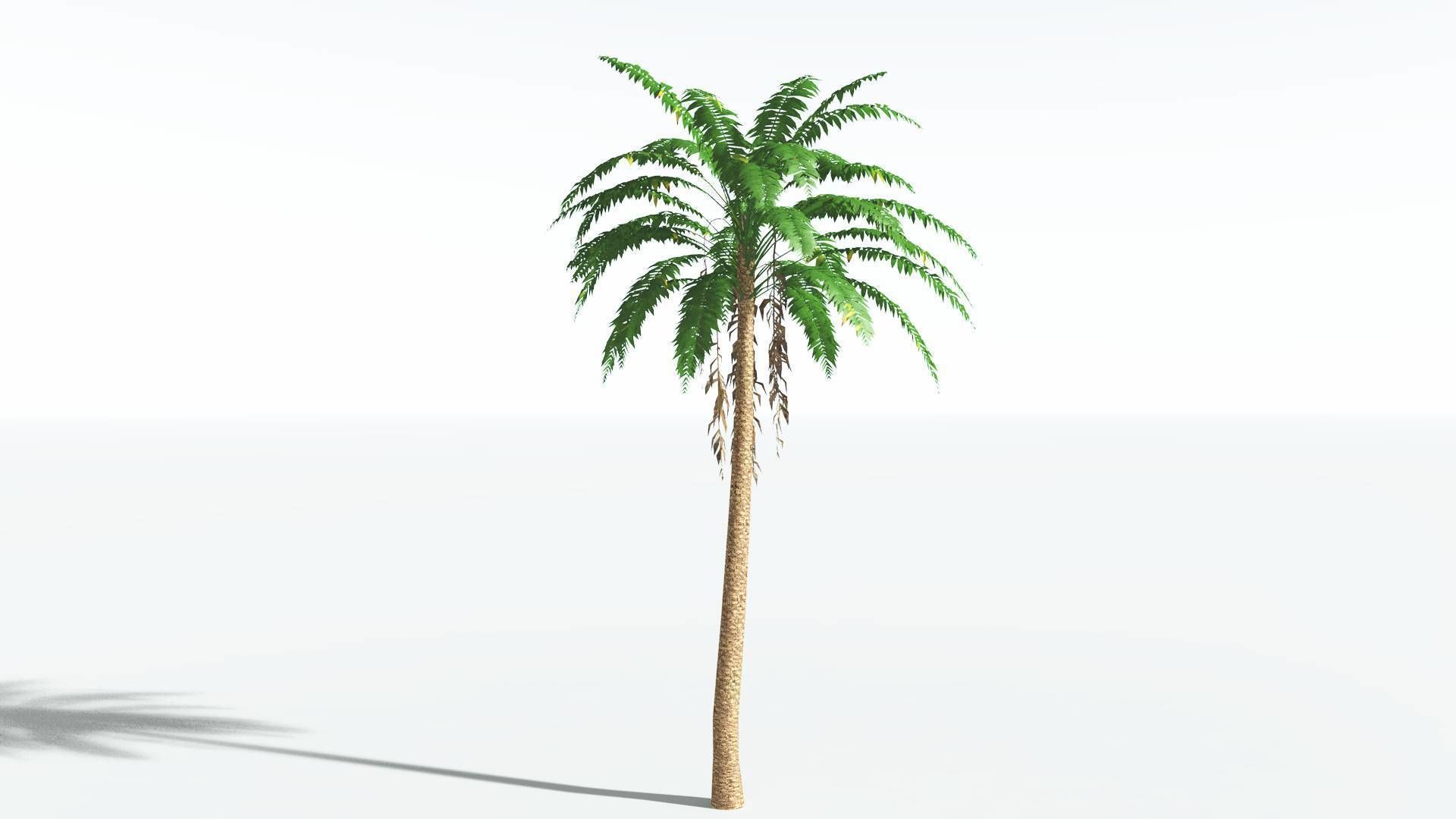 EVERYPlant African Oil Palm LowPoly 4 --16 Models-- Low-poly 3D model_32