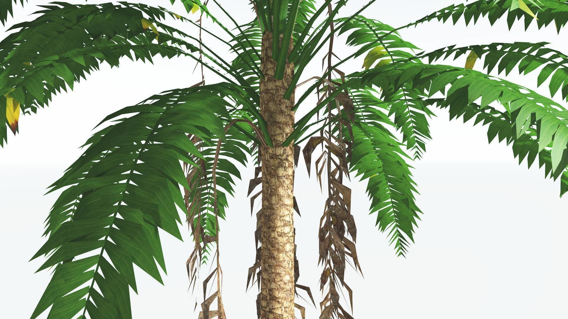 EVERYPlant African Oil Palm LowPoly 4 --16 Models-- Low-poly 3D model_17