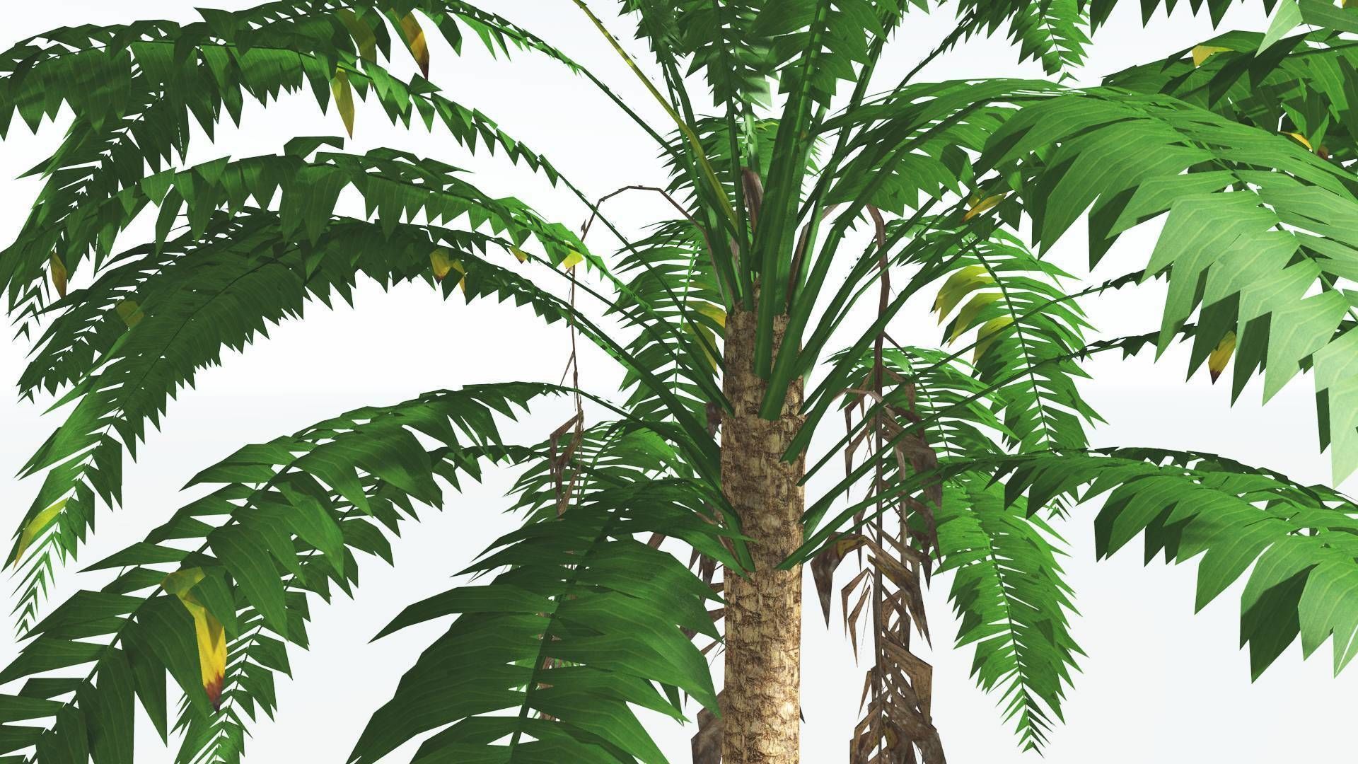 EVERYPlant African Oil Palm LowPoly 4 --16 Models-- Low-poly 3D model_3