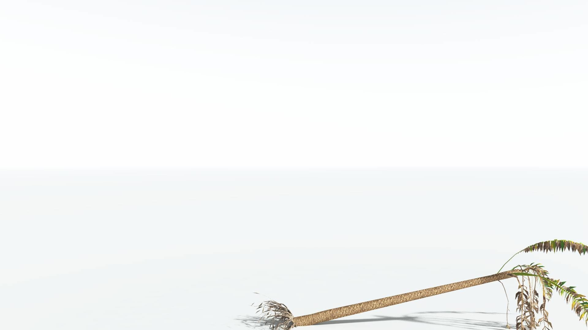 EVERYPlant African Oil Palm LowPoly 4 --16 Models-- Low-poly 3D model_14