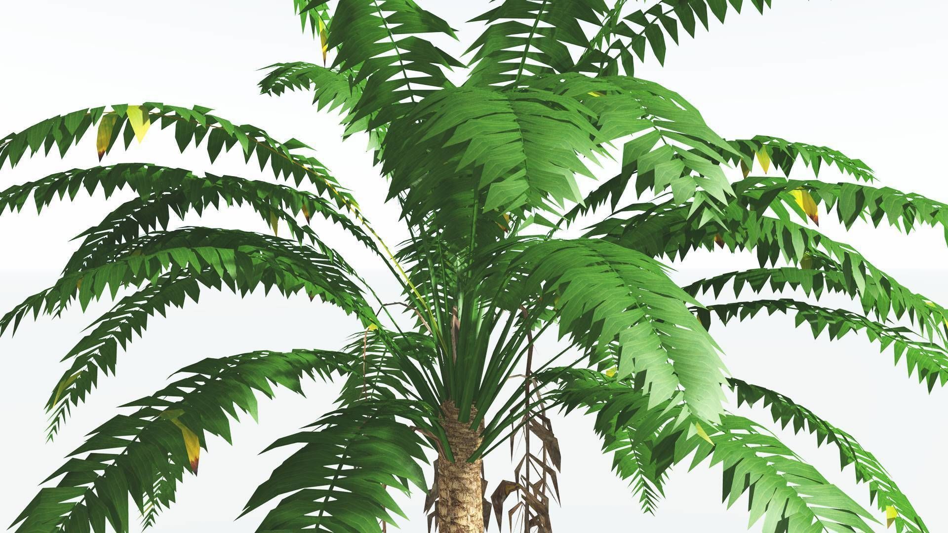 EVERYPlant African Oil Palm LowPoly 4 --16 Models-- Low-poly 3D model_19