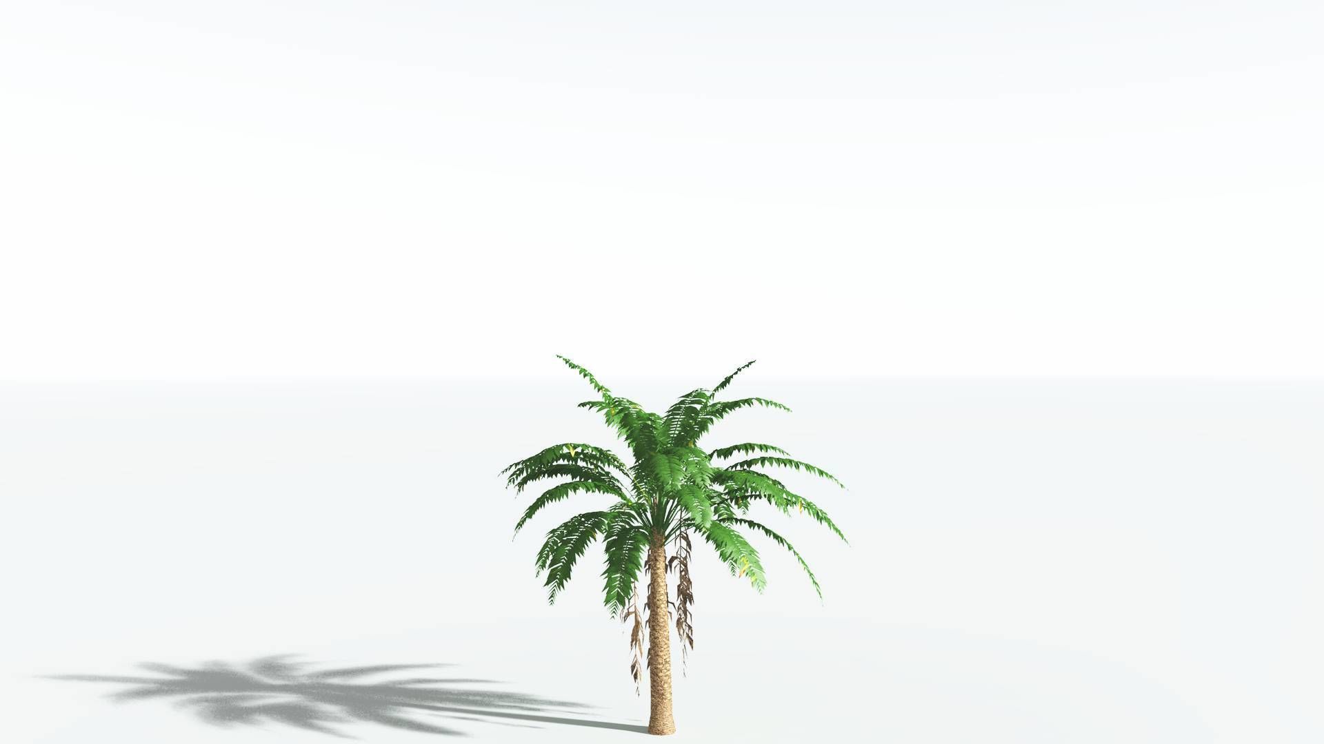 EVERYPlant African Oil Palm LowPoly 4 --16 Models-- Low-poly 3D model_18