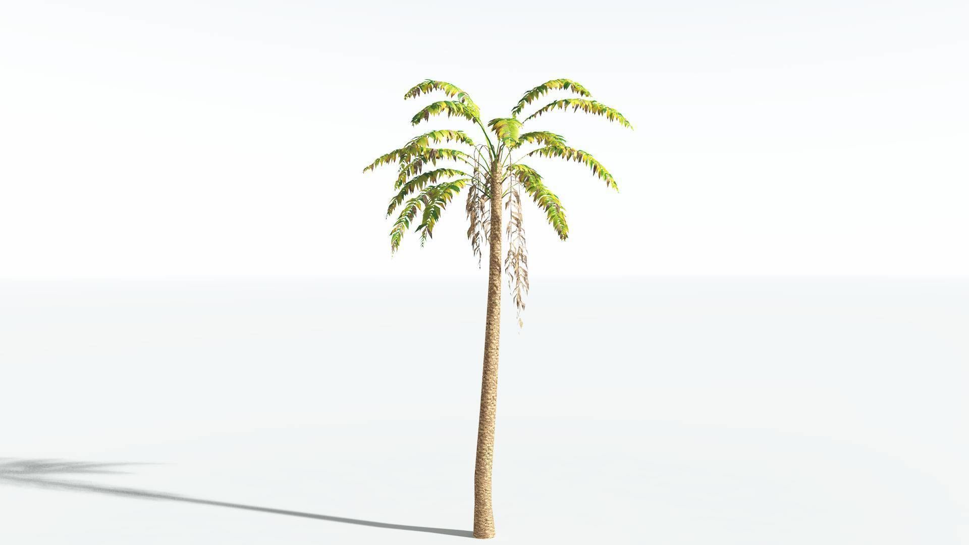 EVERYPlant African Oil Palm LowPoly 4 --16 Models-- Low-poly 3D model_8