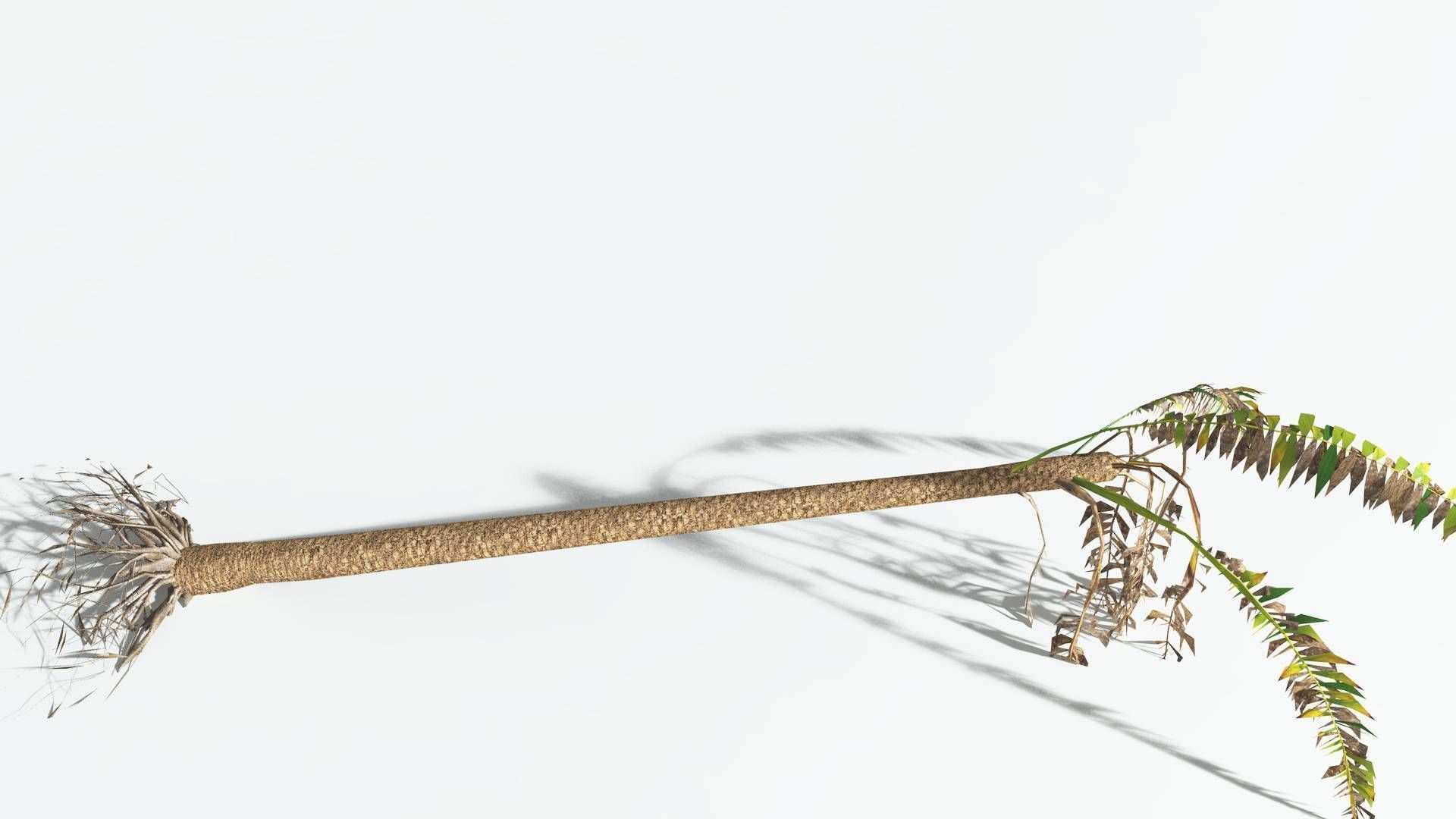 EVERYPlant African Oil Palm LowPoly 4 --16 Models-- Low-poly 3D model_15