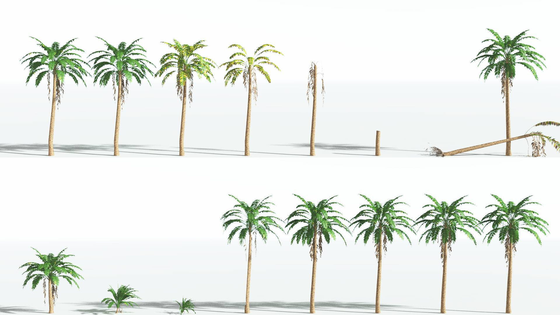 EVERYPlant African Oil Palm LowPoly 4 --16 Models-- Low-poly 3D model_1